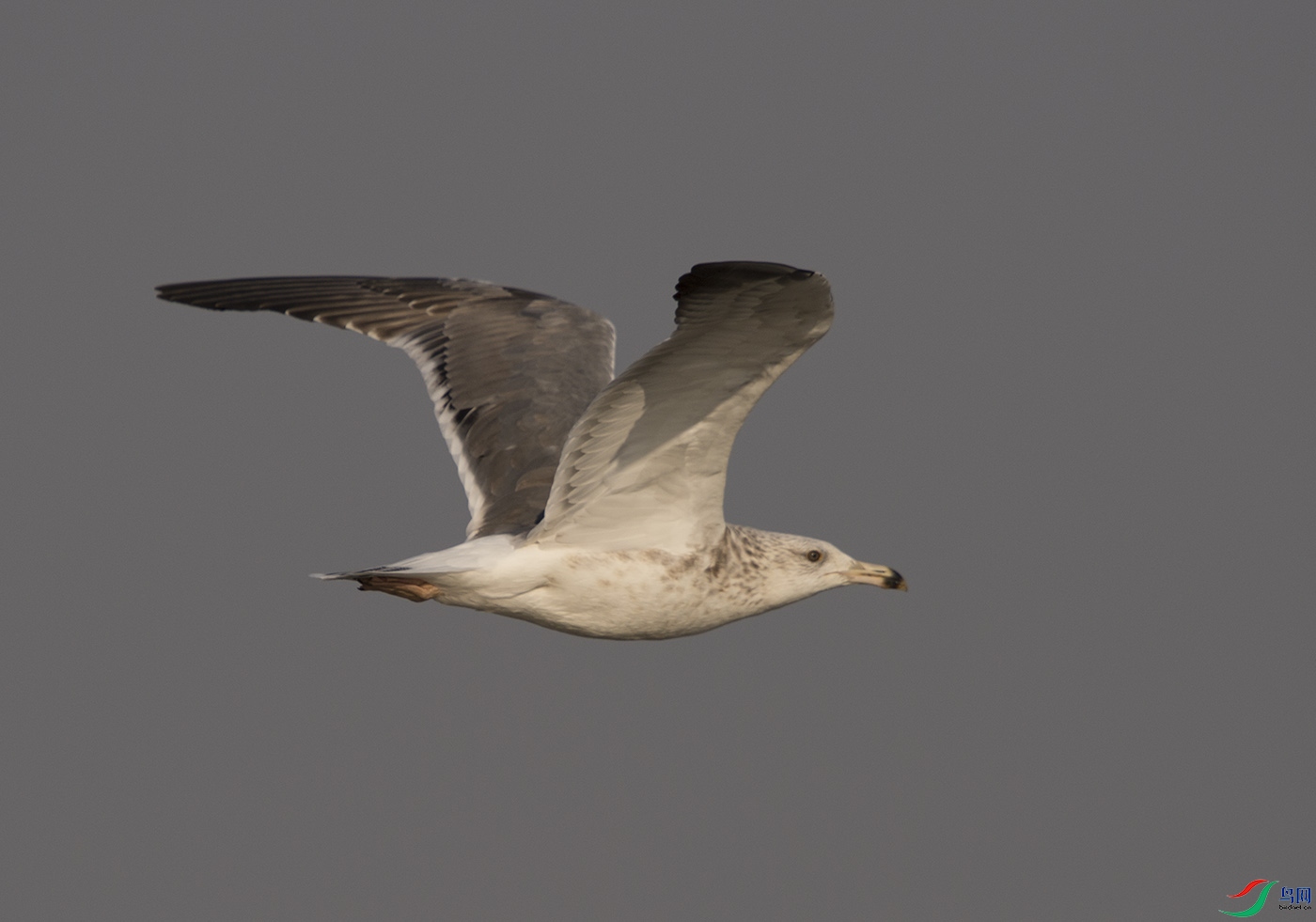 D4S_7356.jpg