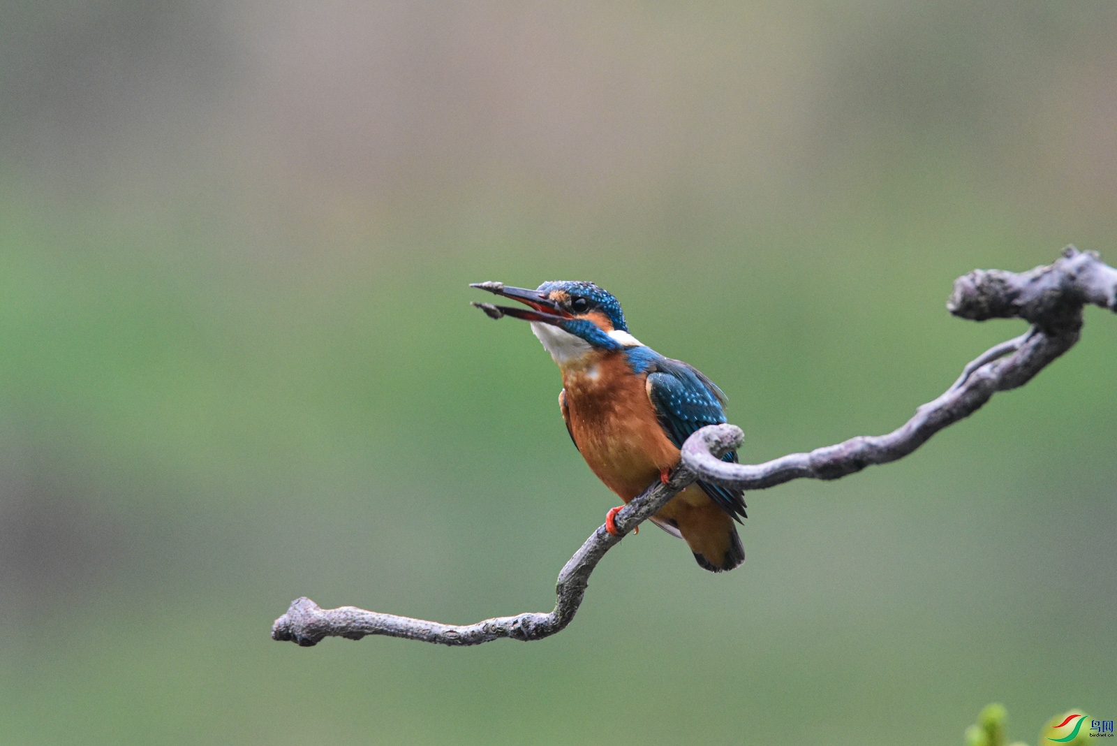 DSC_6446-2.jpg