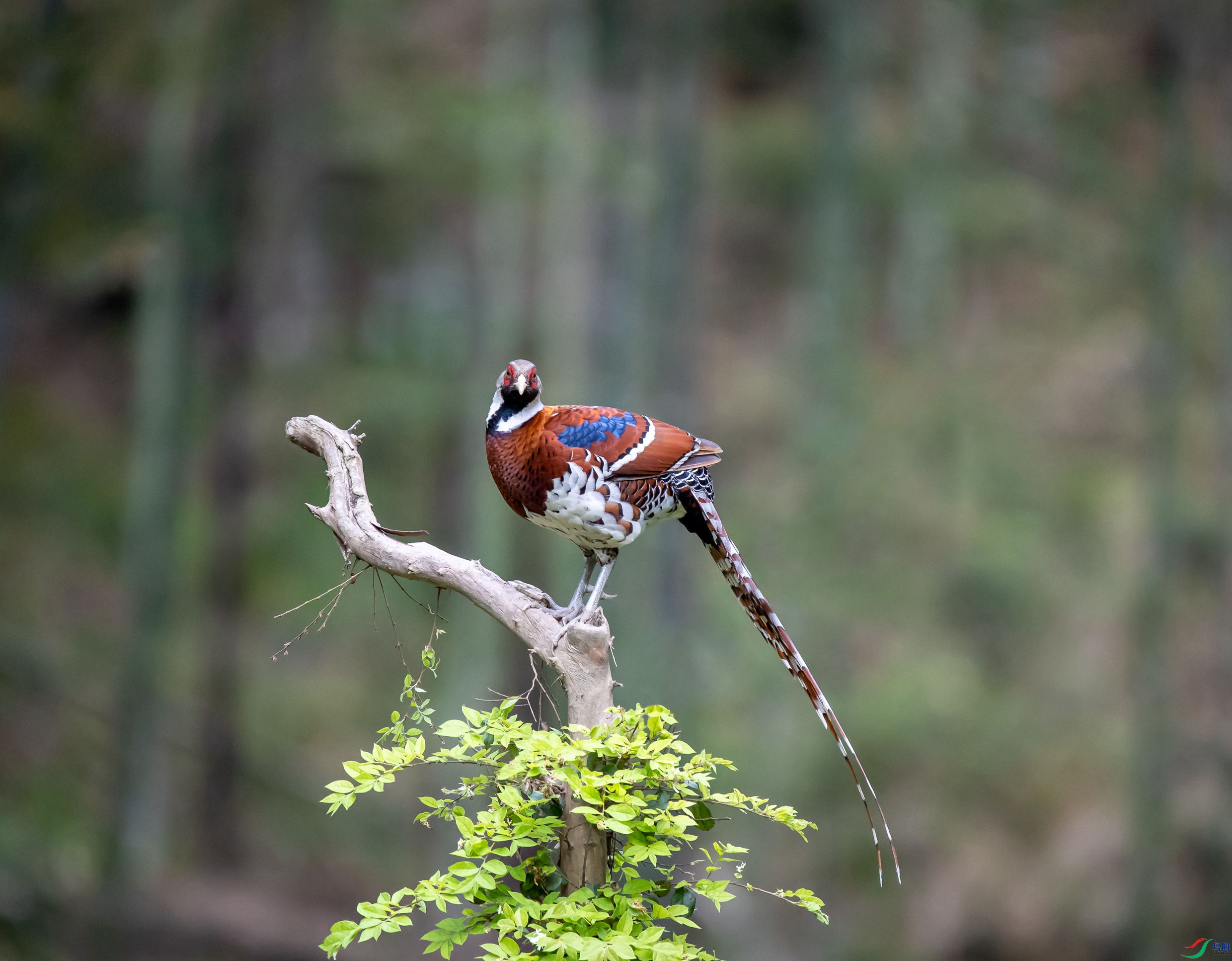 国家一级保护动物白颈长尾雉