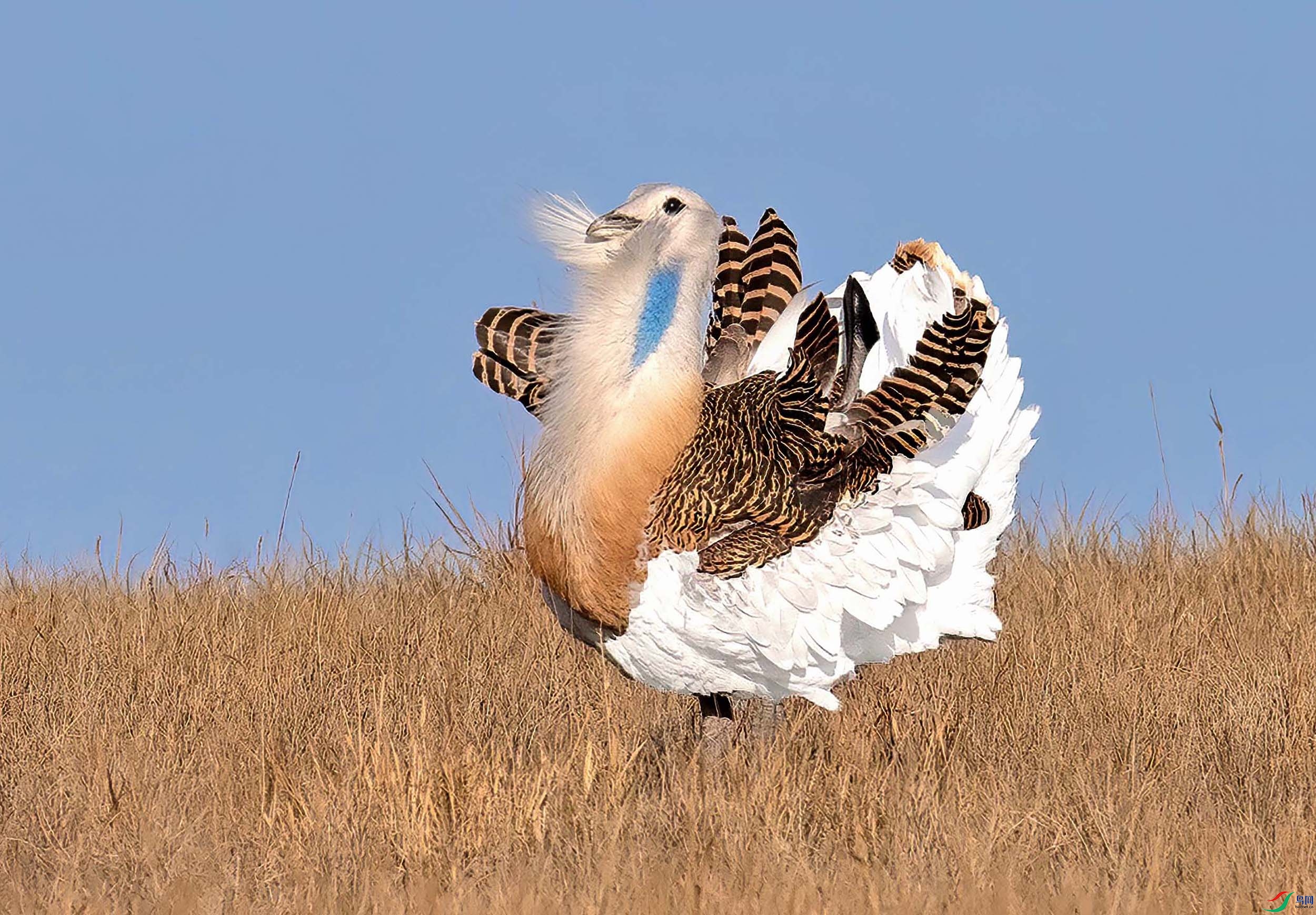 花开富贵-大鸨鸟! 谢谢老师们浏览!
