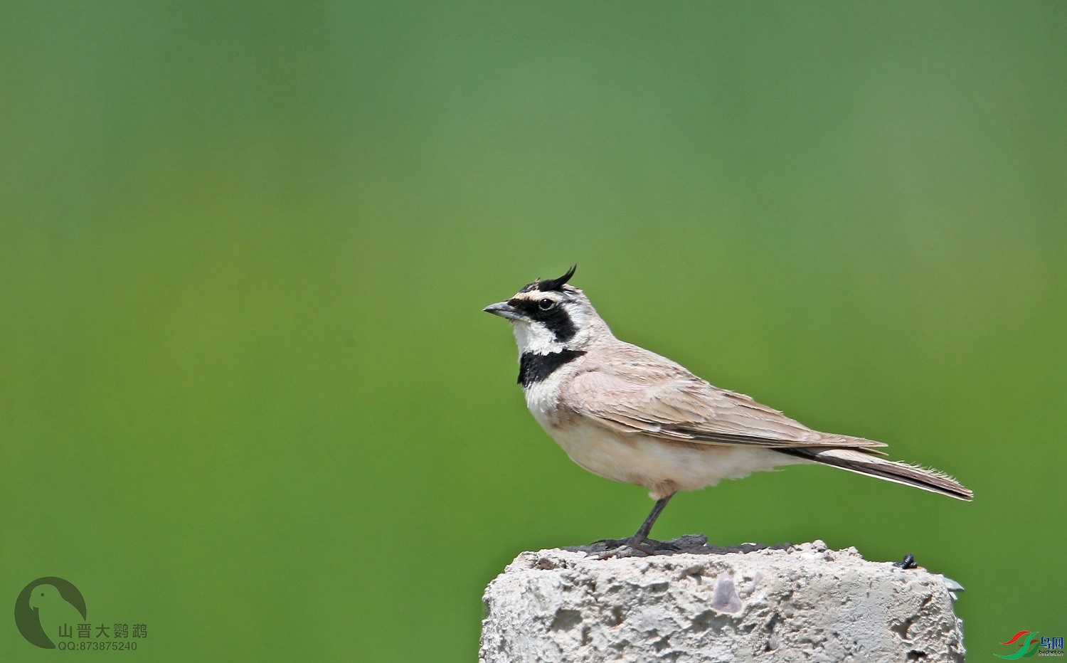 ɽ��������  ��ʦ�������ຣʡ��������������0.jpg