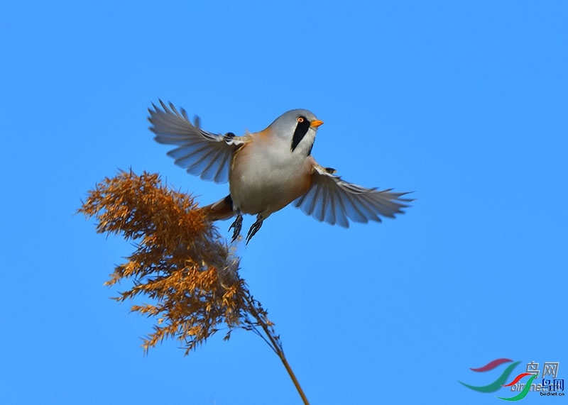 ��Ӱ���� ��ʦ�����ڱ����з�̨����ƽ�ǵ���.jpg