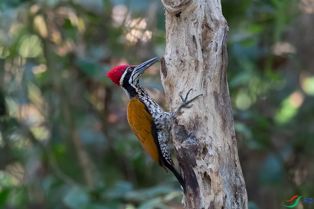 DSC_3960_DxOa.jpg