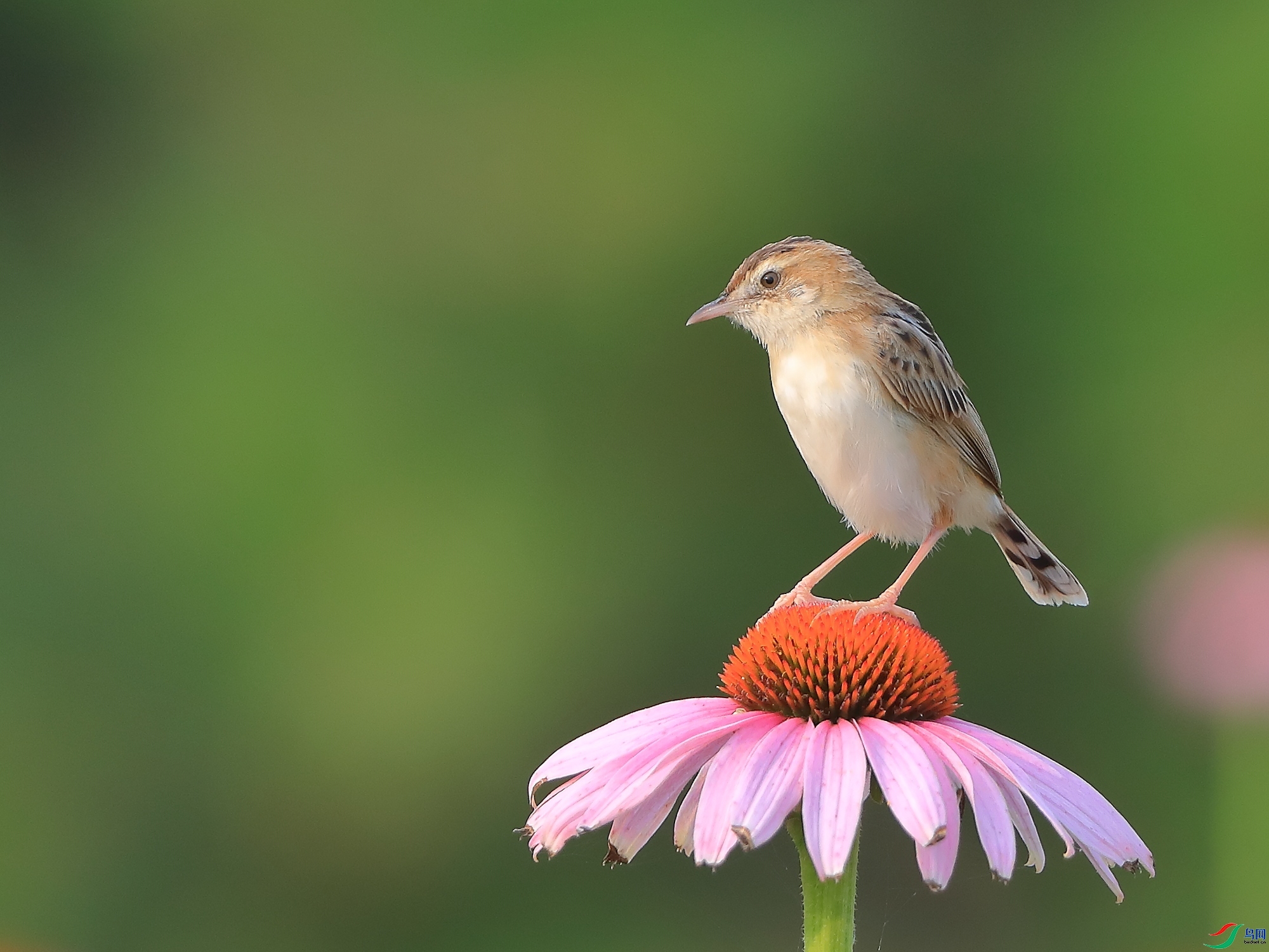 �ǲ�  ��ʦ�����ںӱ�ʡʯ��ׯ��������1.jpg