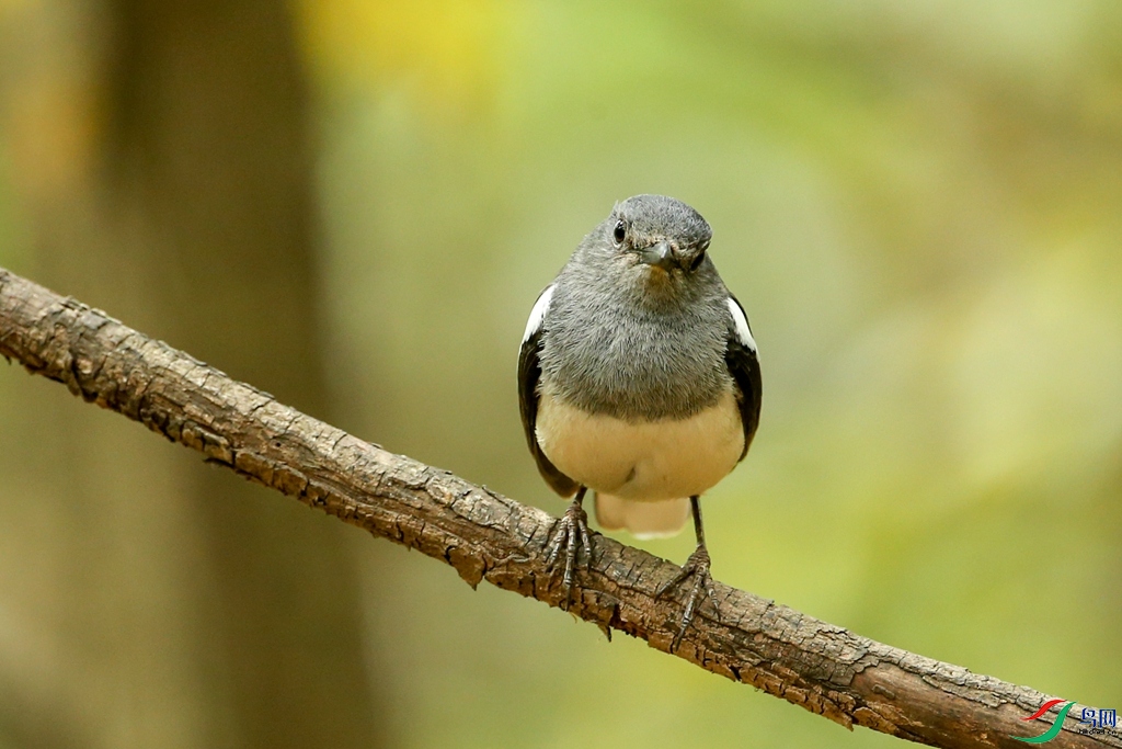 虎頭山觀鳥