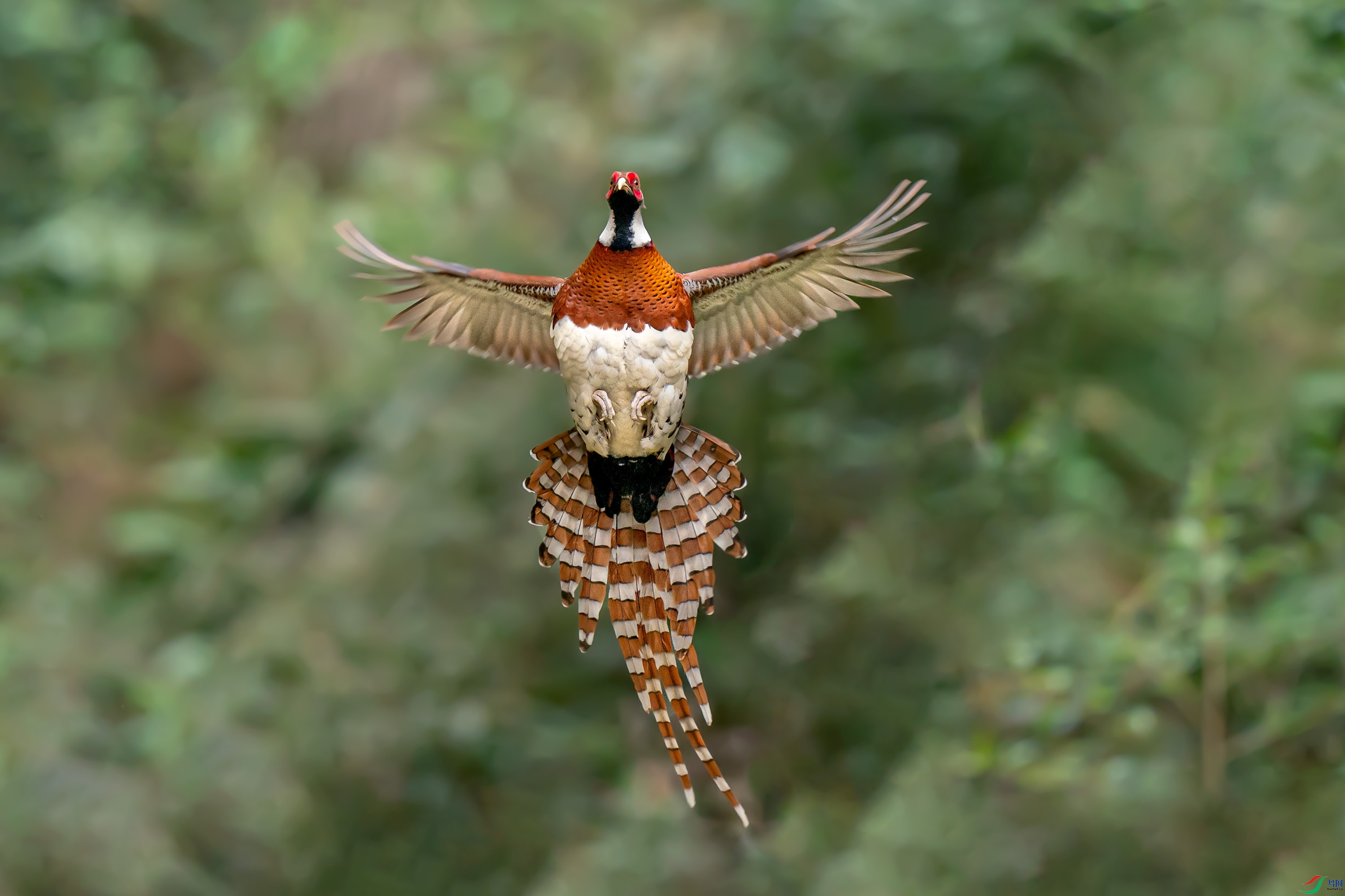 DSC08452-1.jpg