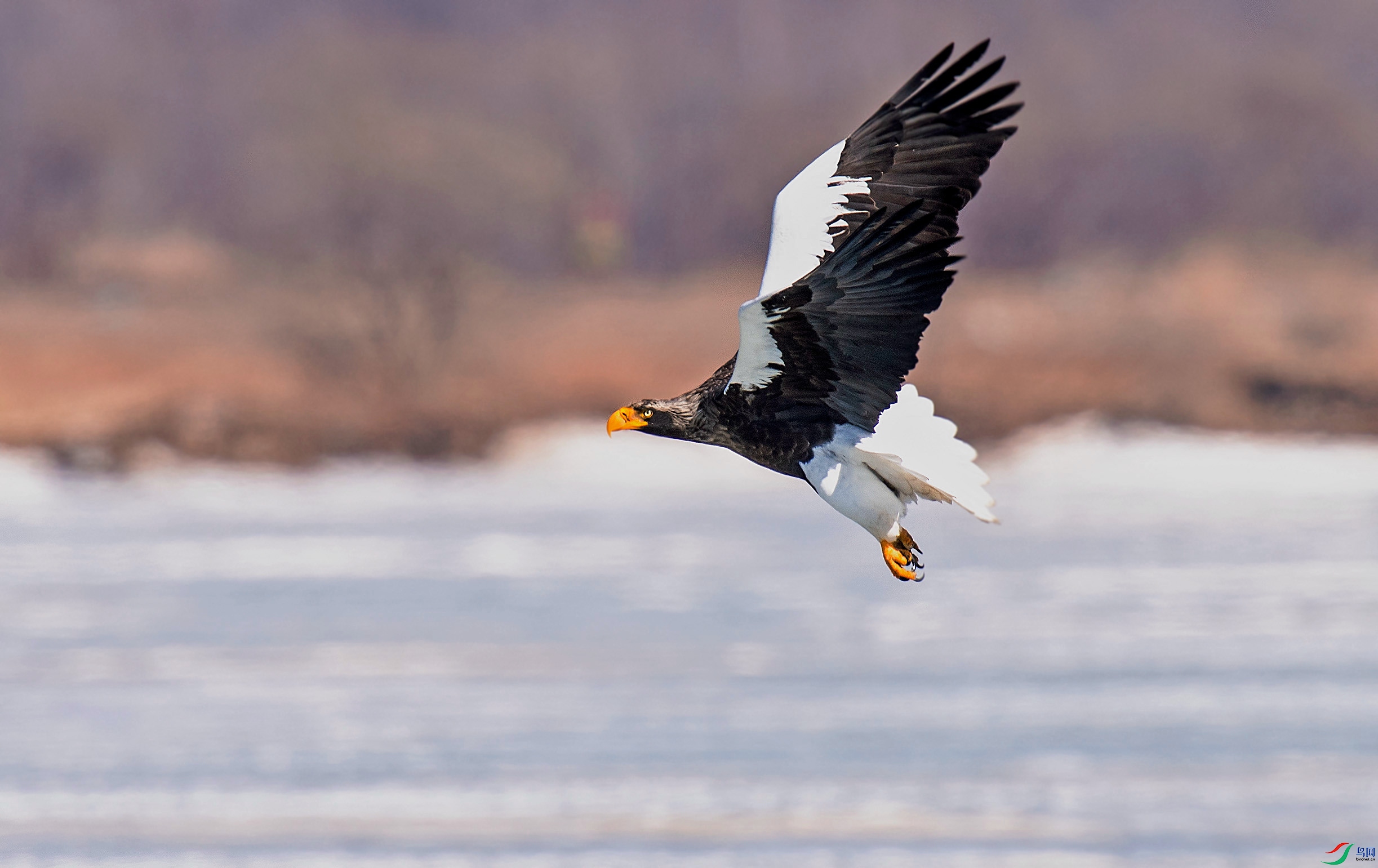 DSC_6660-2_����.jpg