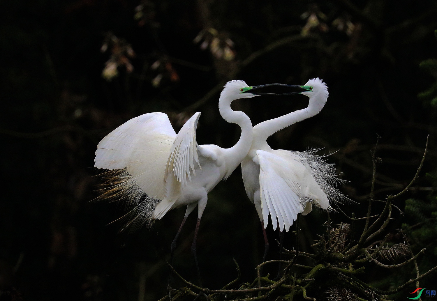 罕见嘴对嘴【恭贺老师佳作荣获鸟类精华】
