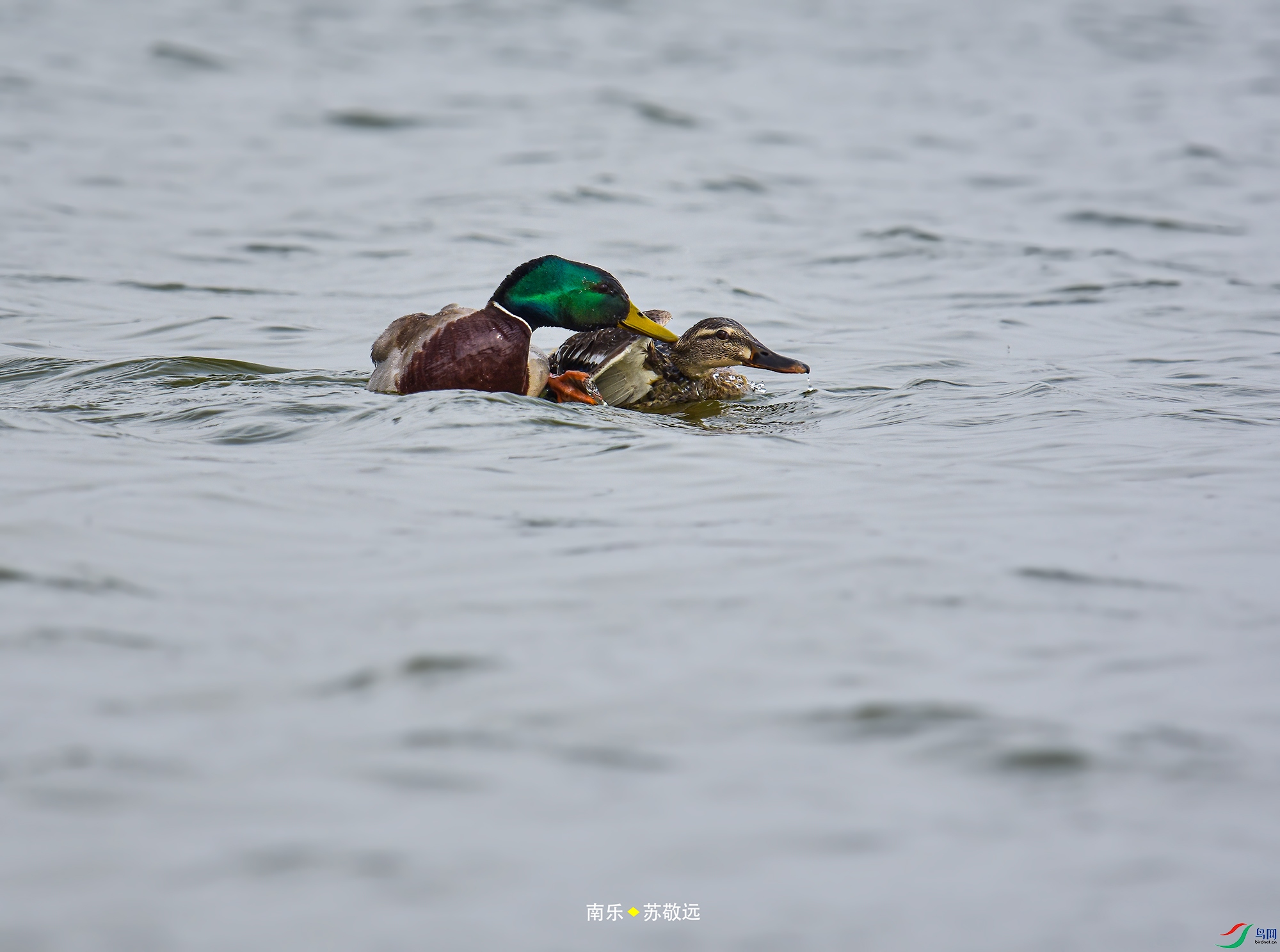_DSC4061С.jpg