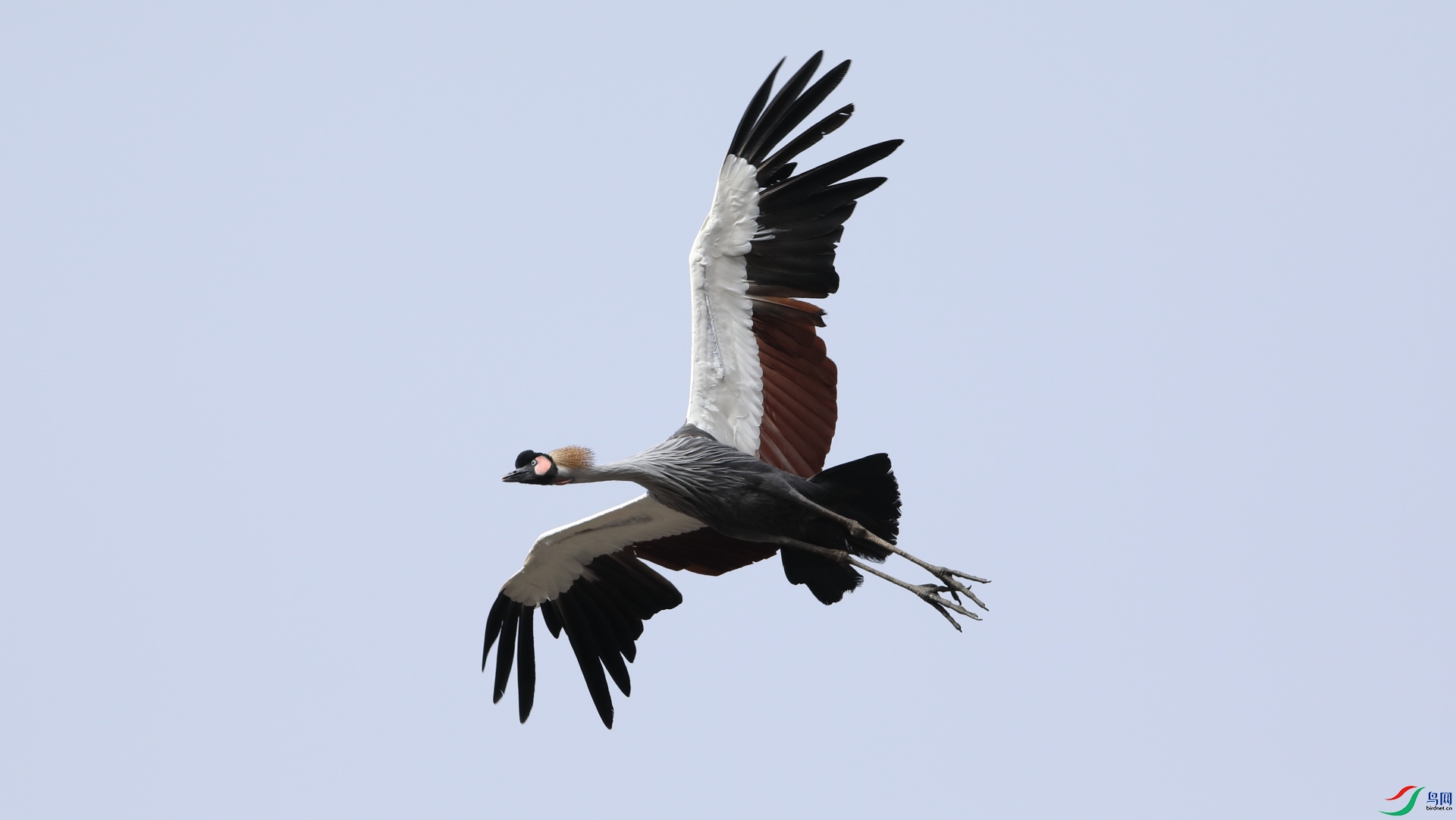 冠羽鹤展翅高飞