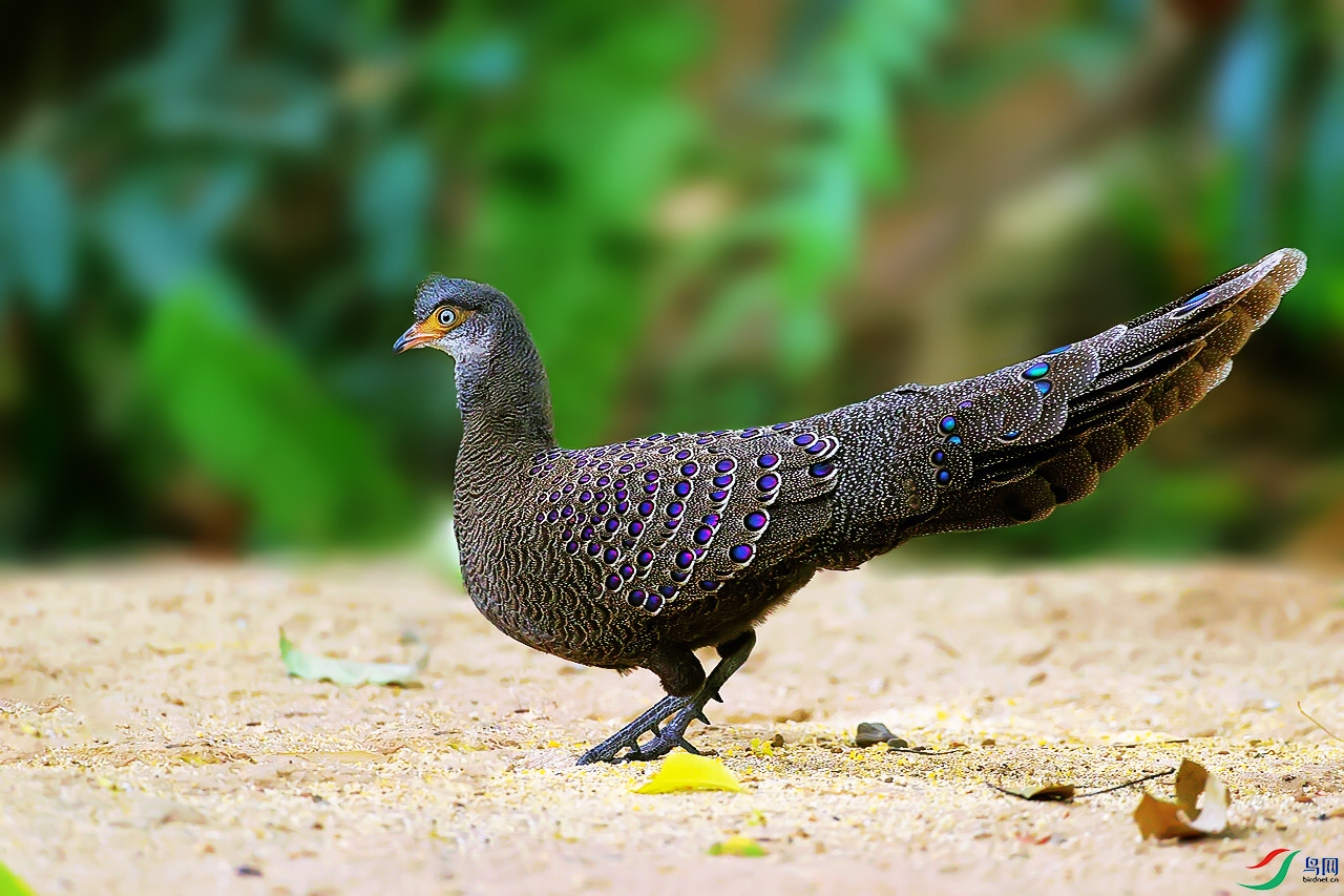 灰孔雀雉