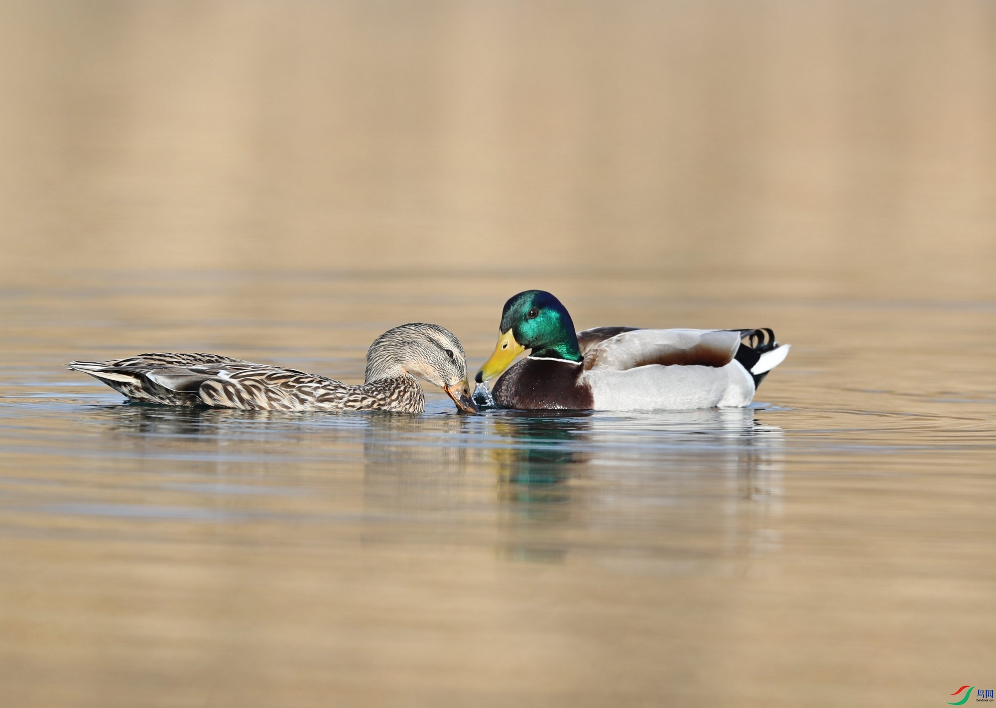 ��ʼʱ��ͷ����