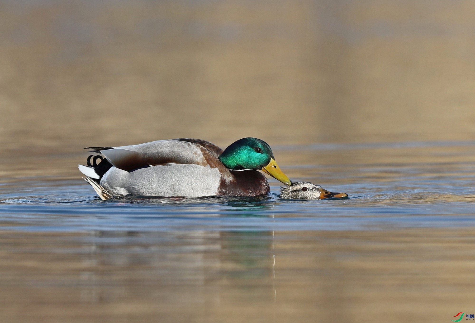 ��ʼ����