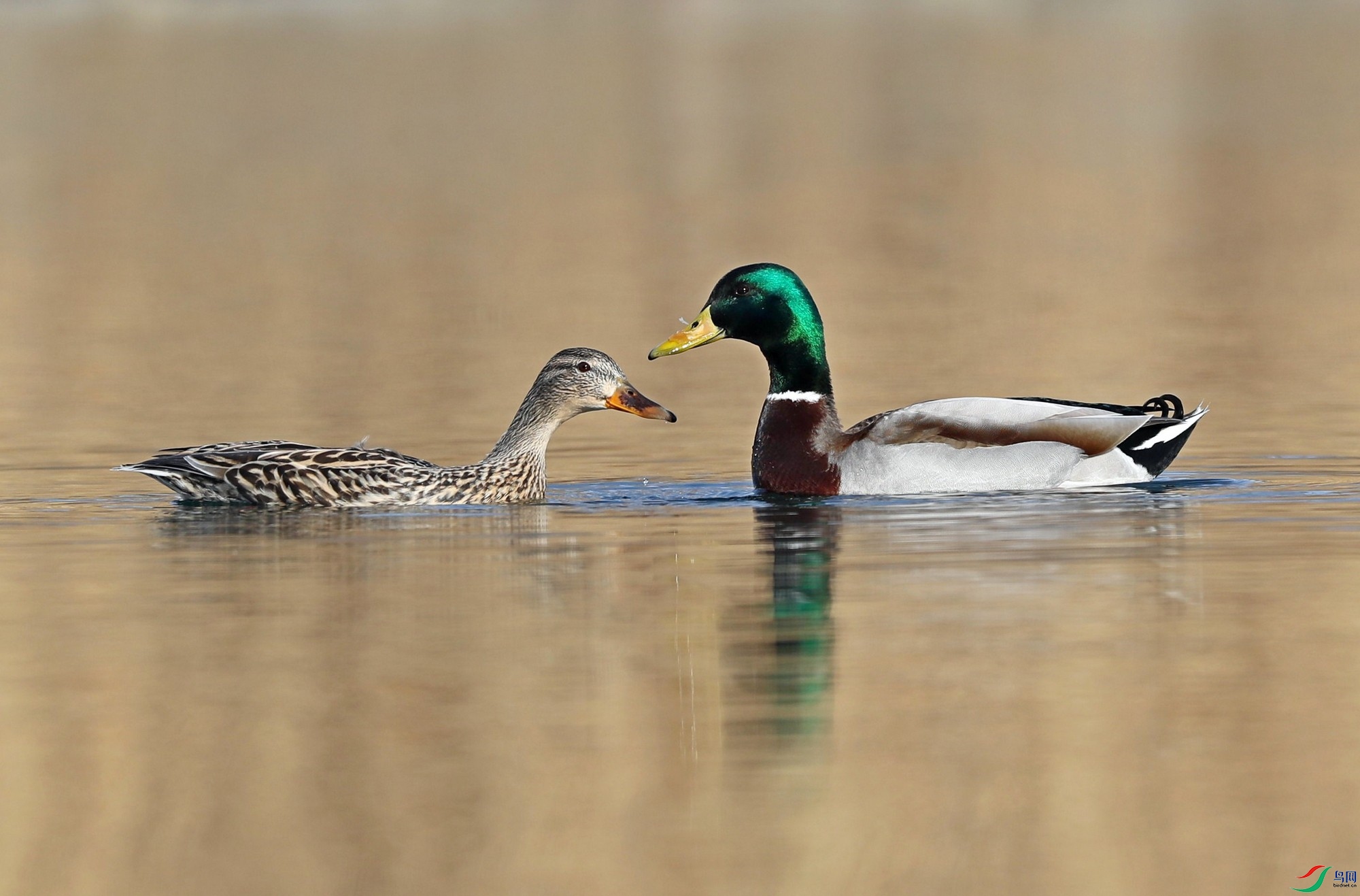 �������ͷ����