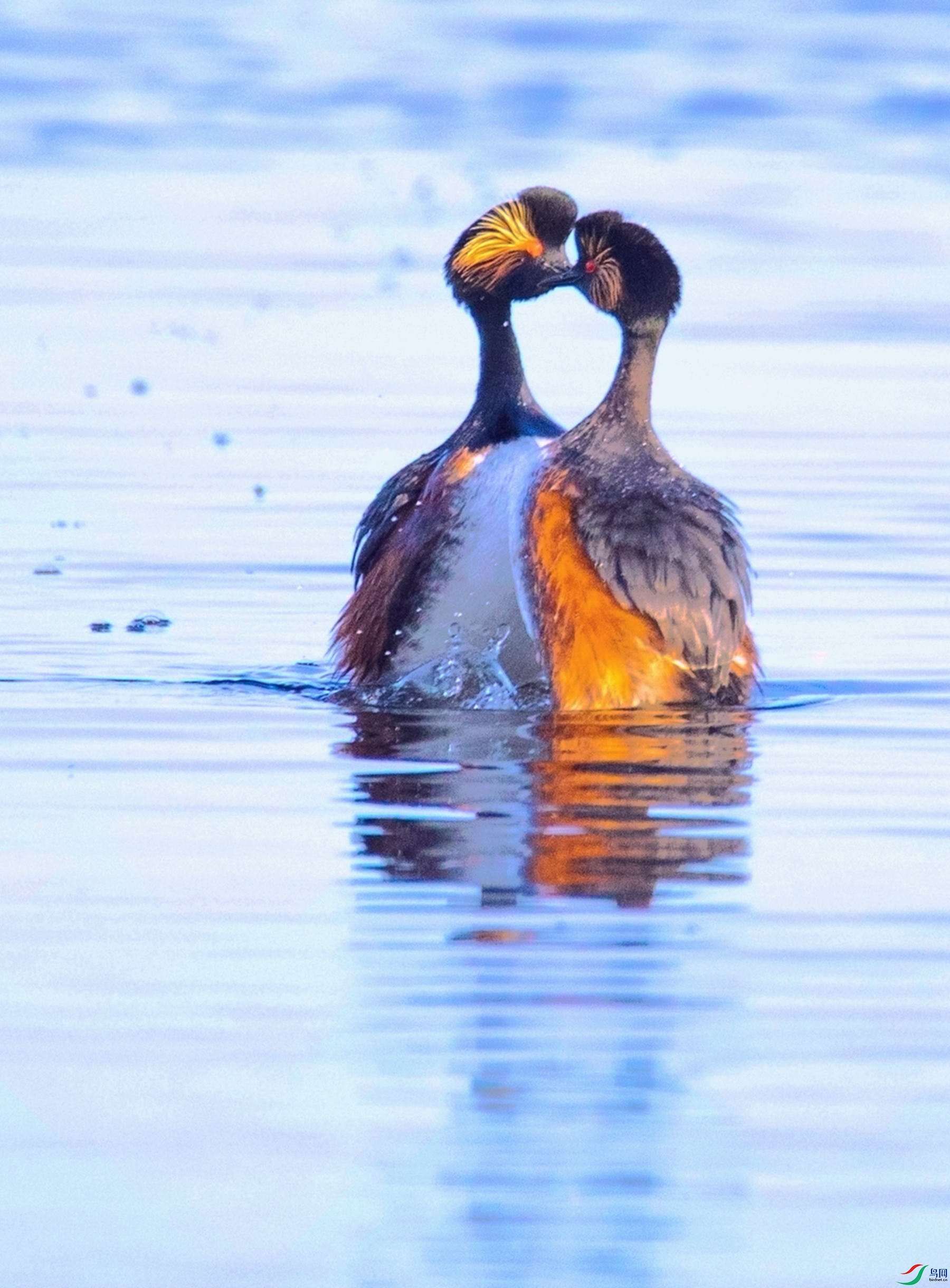 ��Ϊ���  (1).jpg