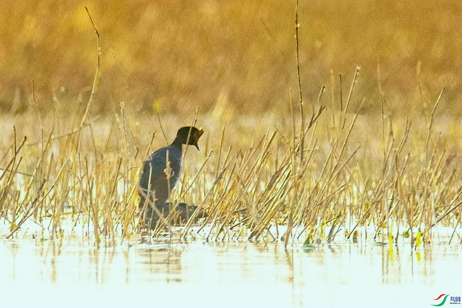 ��Ϊ���  (3).jpg