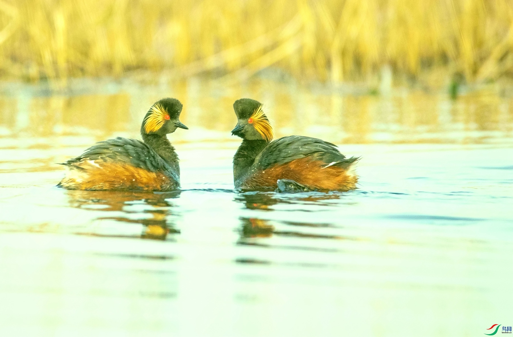 ��Ϊ���  (4).jpg