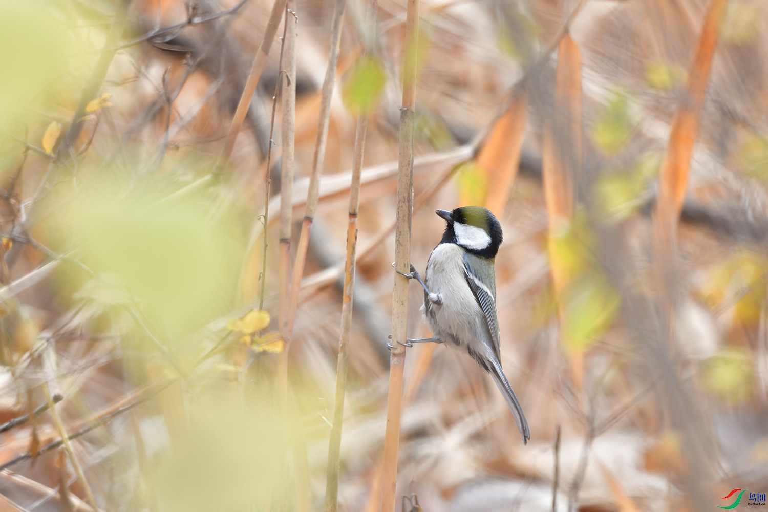 DSC_4137.jpg