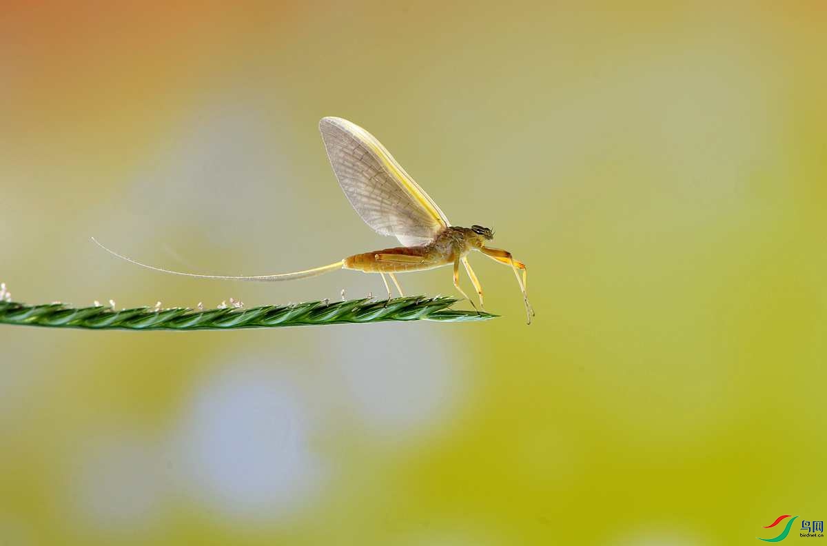 蜉蝣【贺获首页精华】