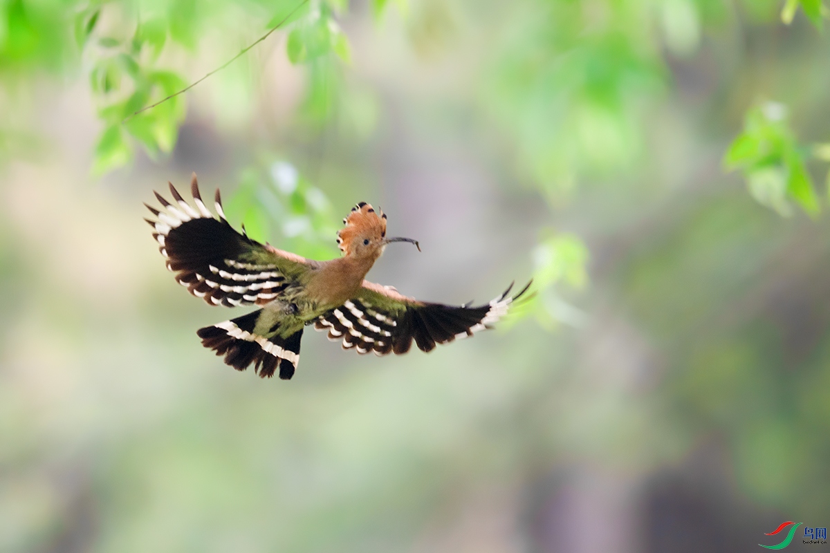 DSC_p0294.jpg