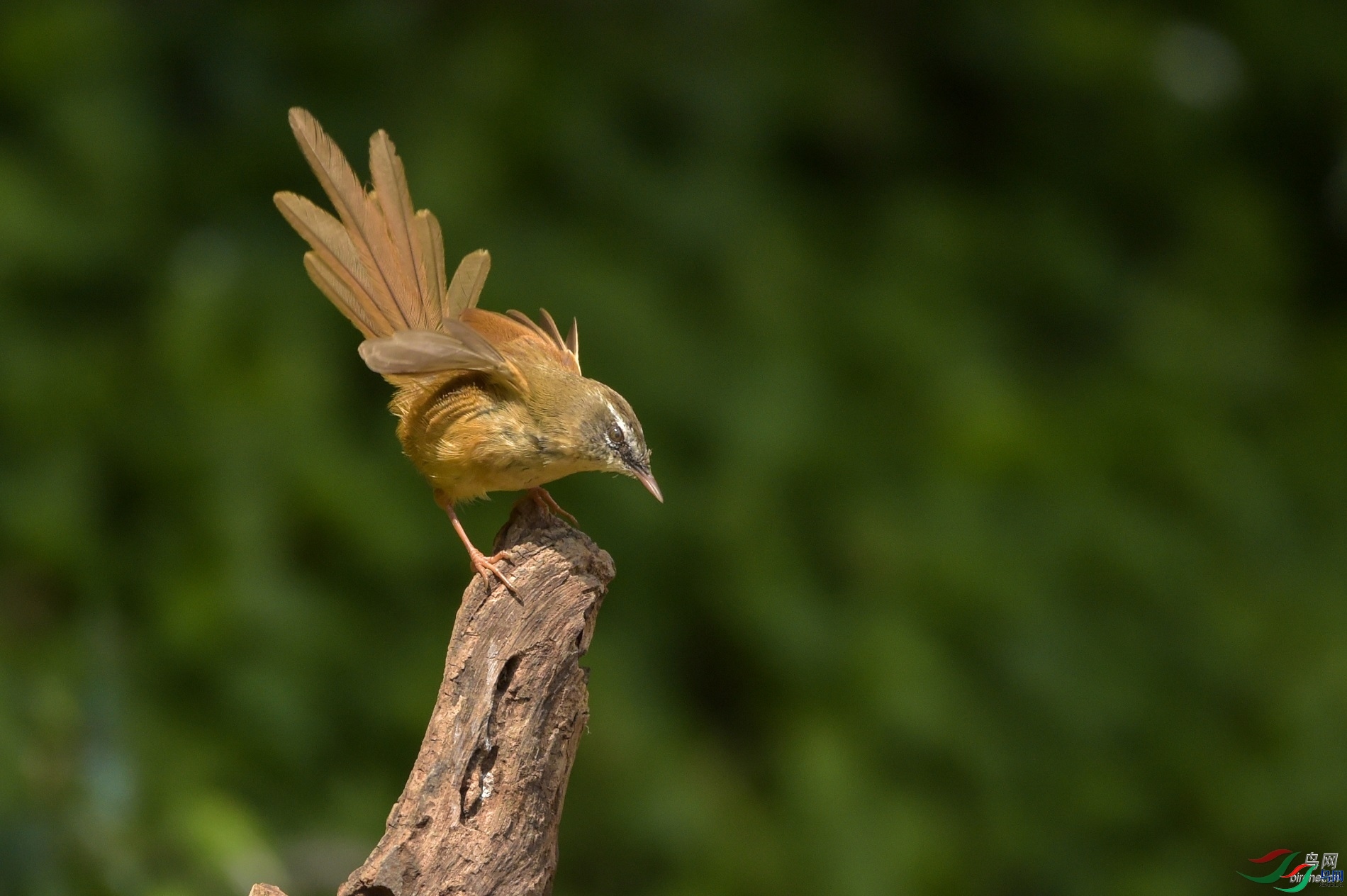 ��ľͷ��  ��ʦ����������ʡ��ɽ��¡����.jpg