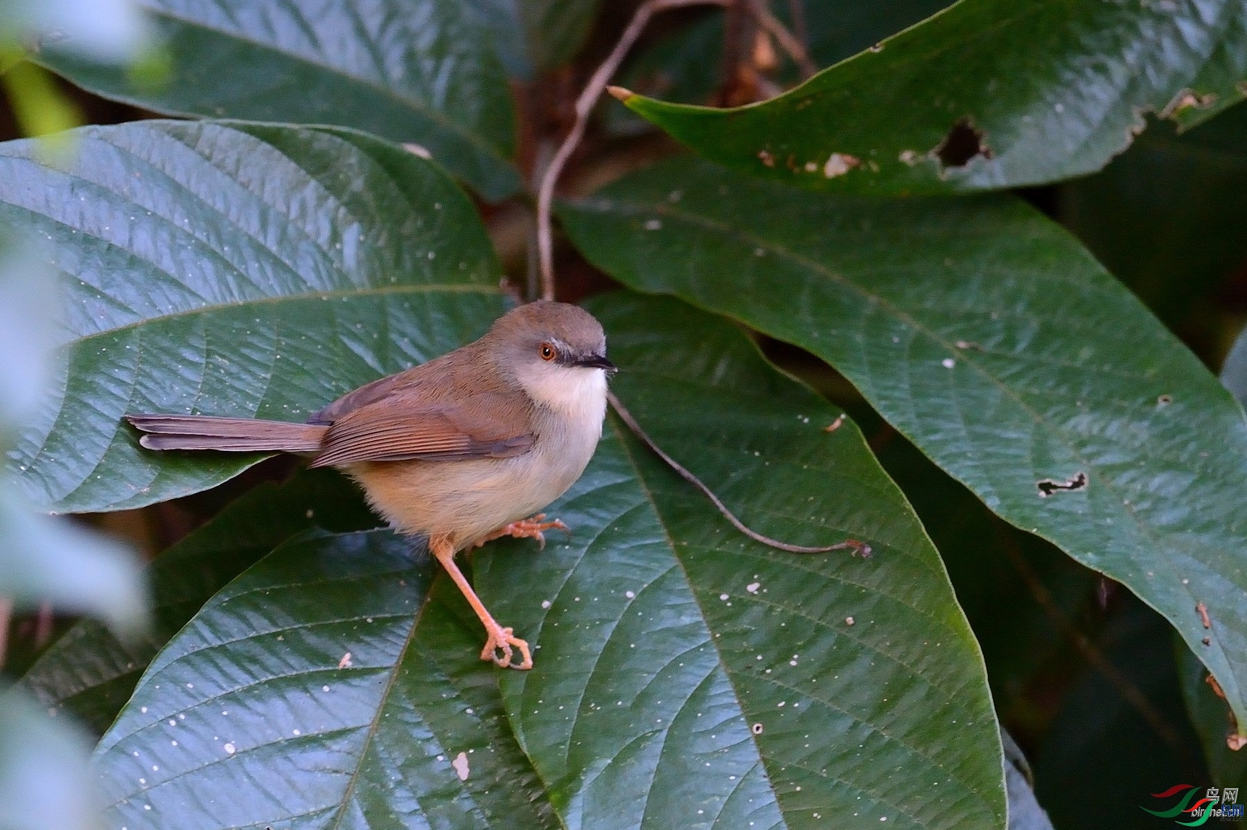 ��ׯһа  ��ʦ����������ʡ��˫���ɴ��������� ������.jpg