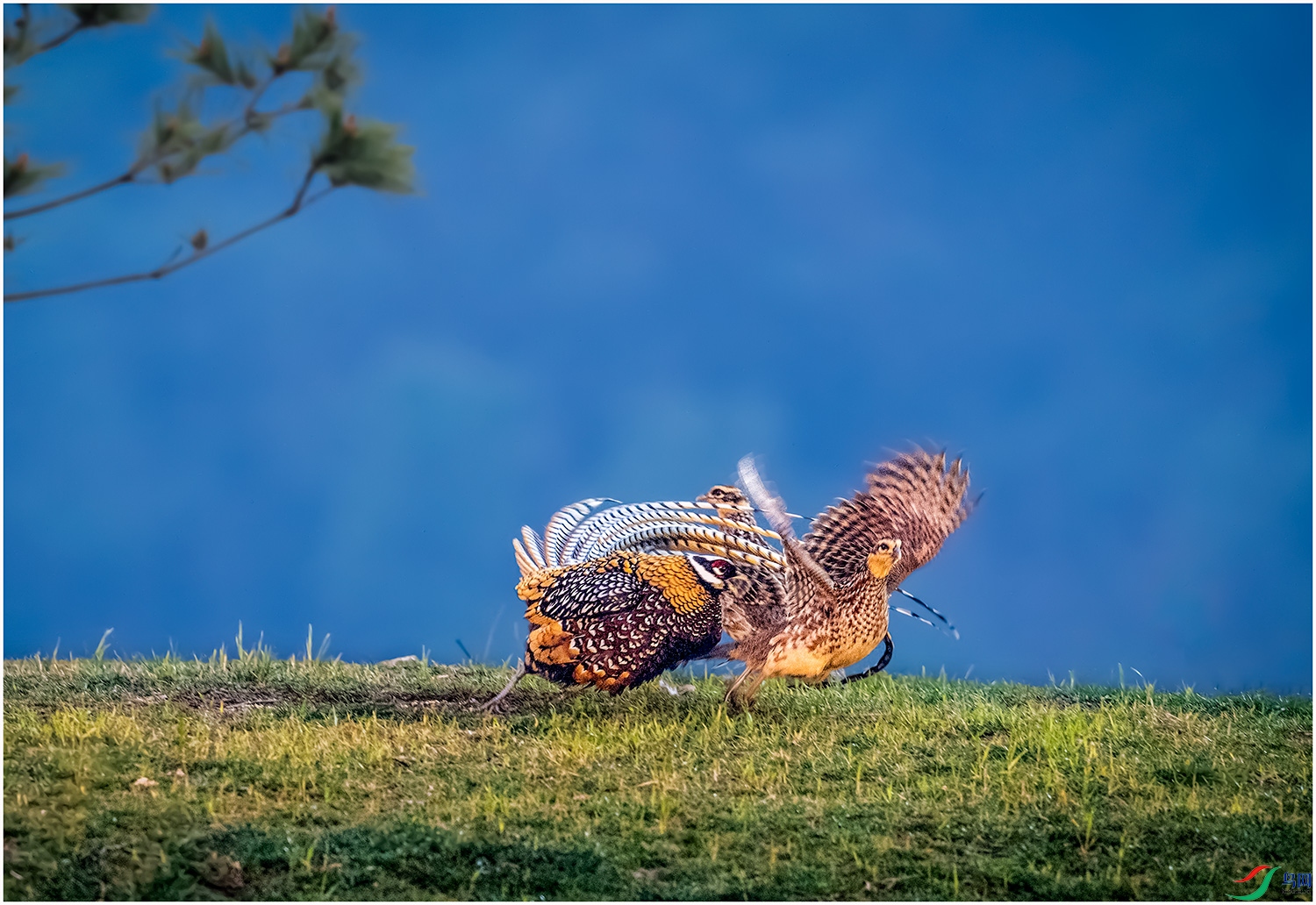 DSC_6706-1SSSSSSS.jpg