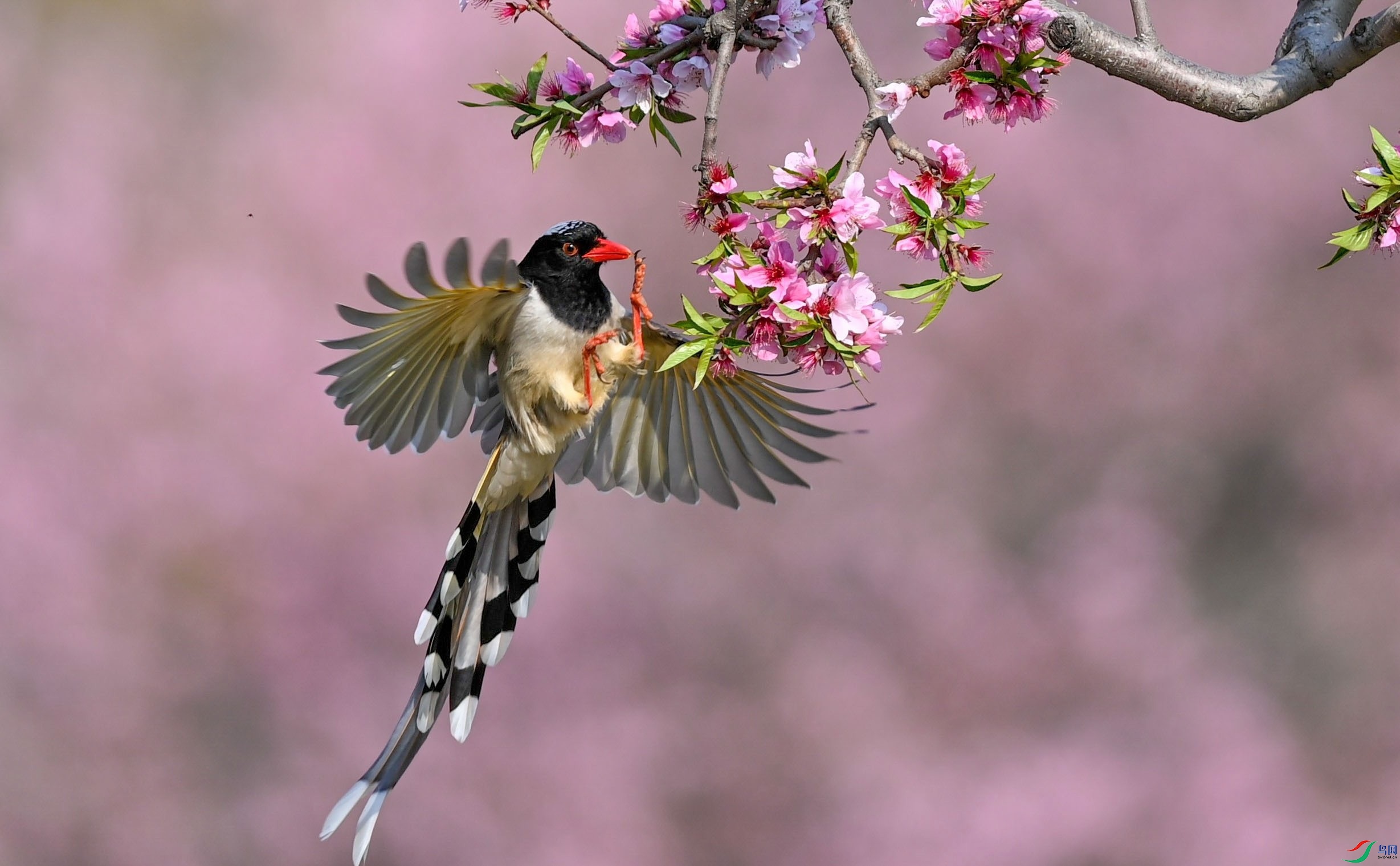 桃花蓝鹊