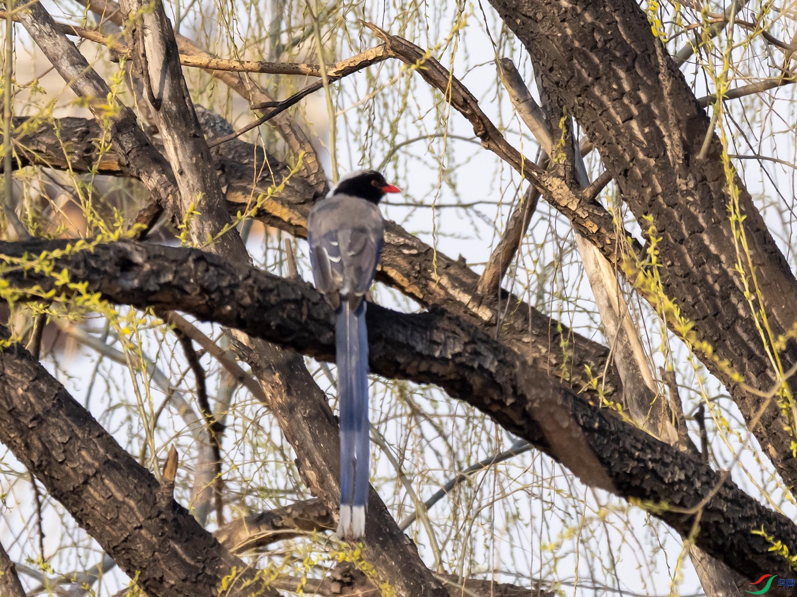 ������ȵ