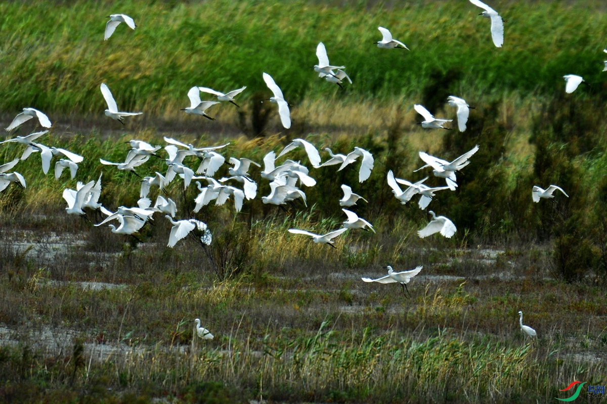 群鸟起飞白鹭