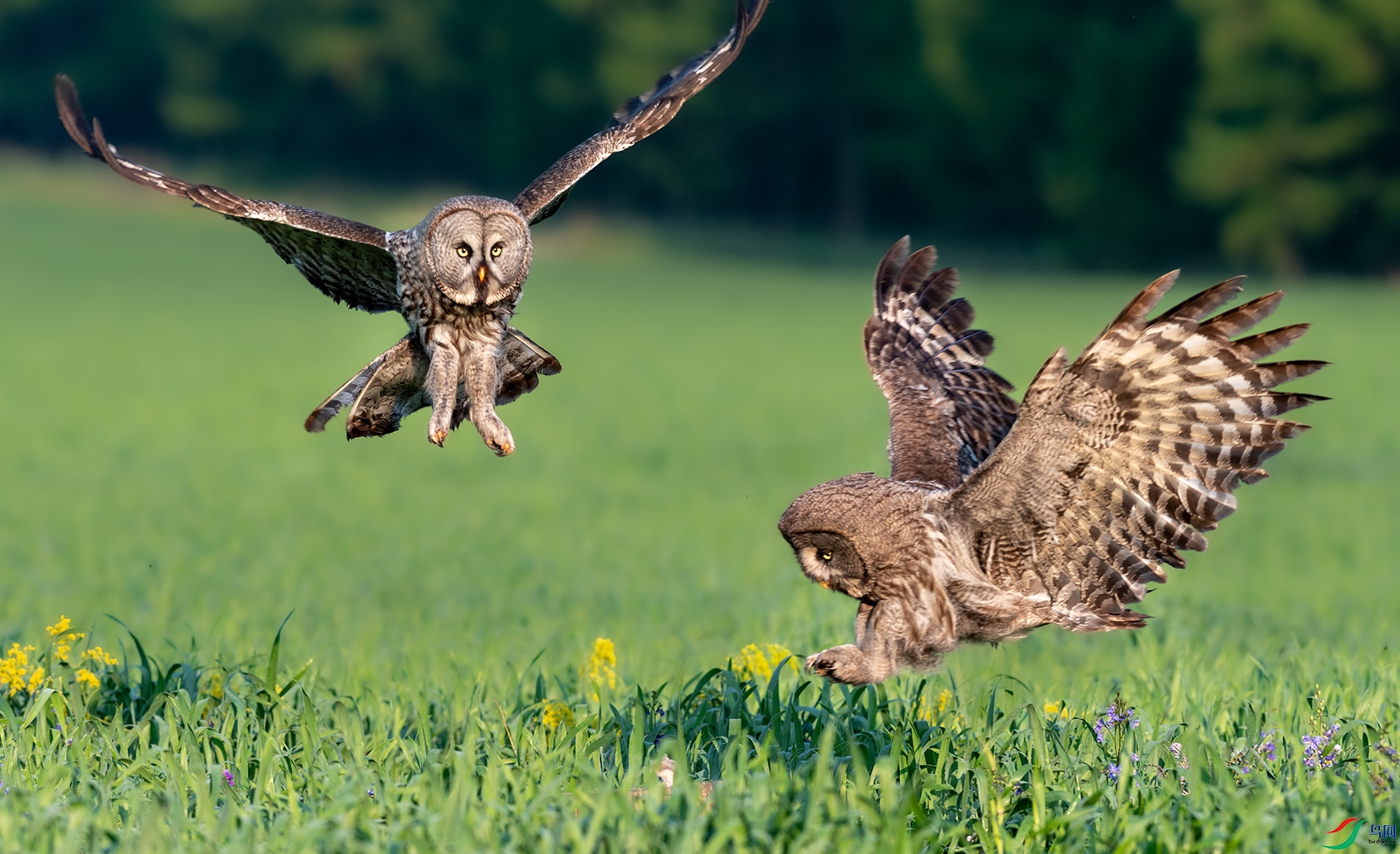 �����^_DSC7102-1.jpg