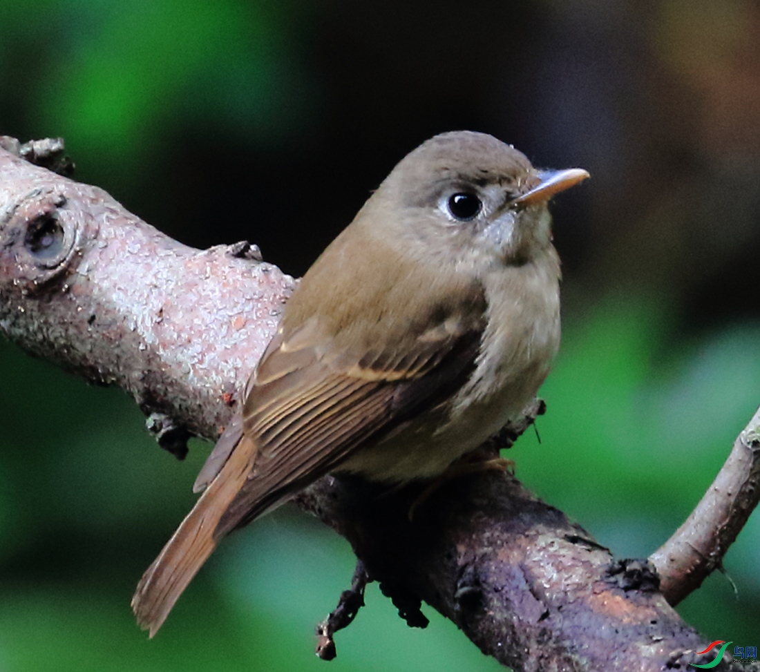 火炉山上飞来的萌mm——海南蓝仙鹟雌鸟