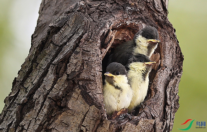 ���Ǵ���