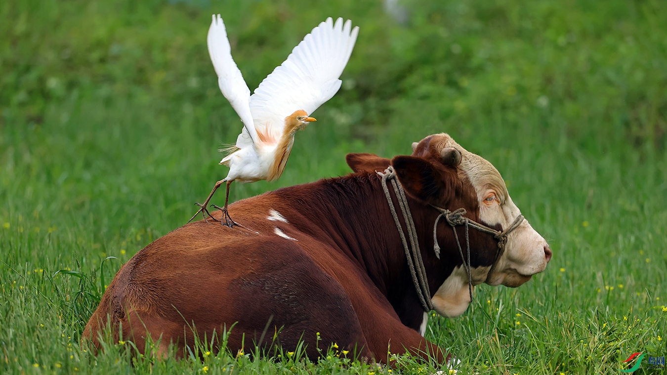 [水鸟] 牛背鹭------牛背上的舞蹈 (贺获鸟类精华)