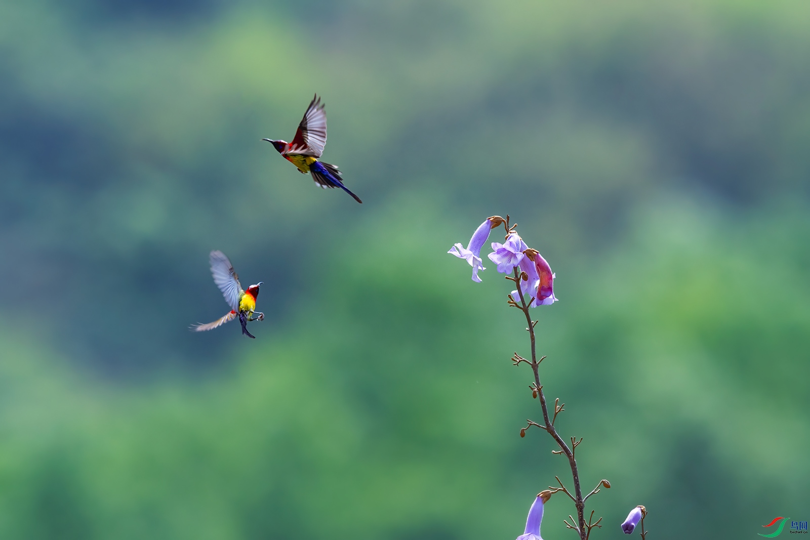DSC_1513̫����˫��С.jpg