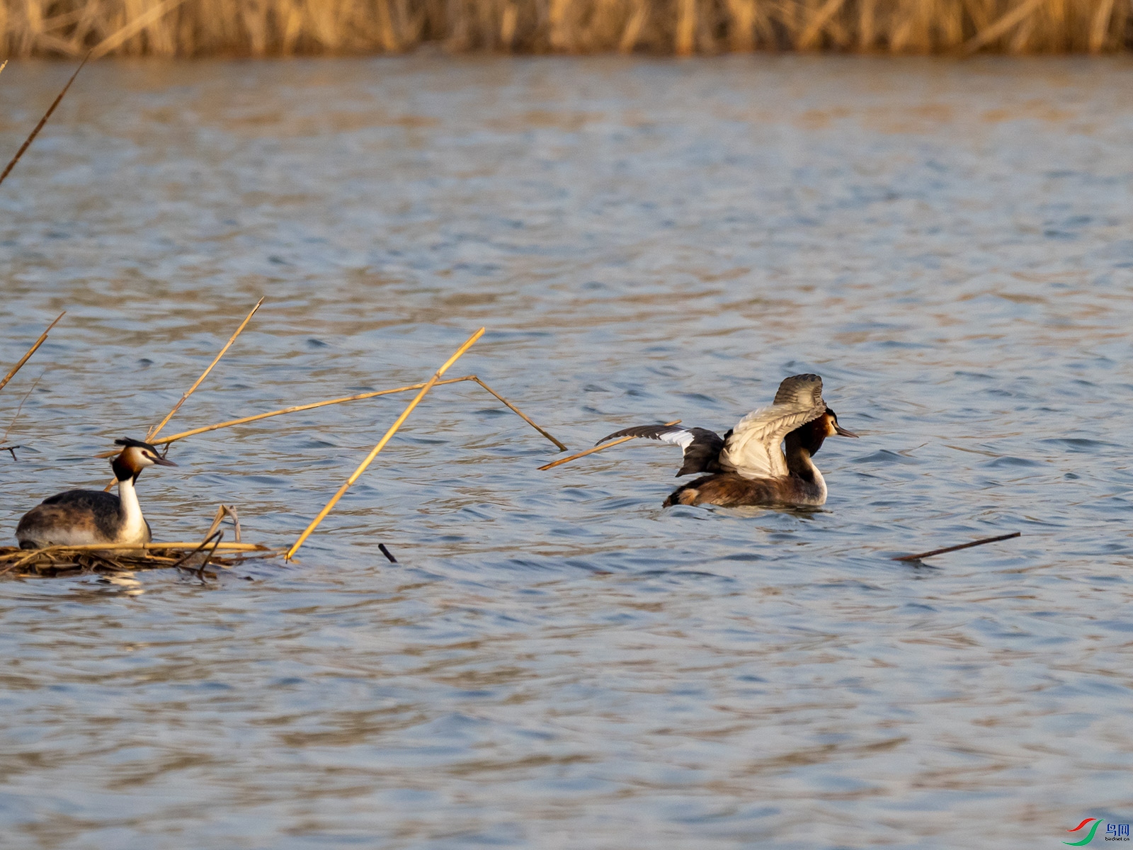 һ�Է�ͷ���f