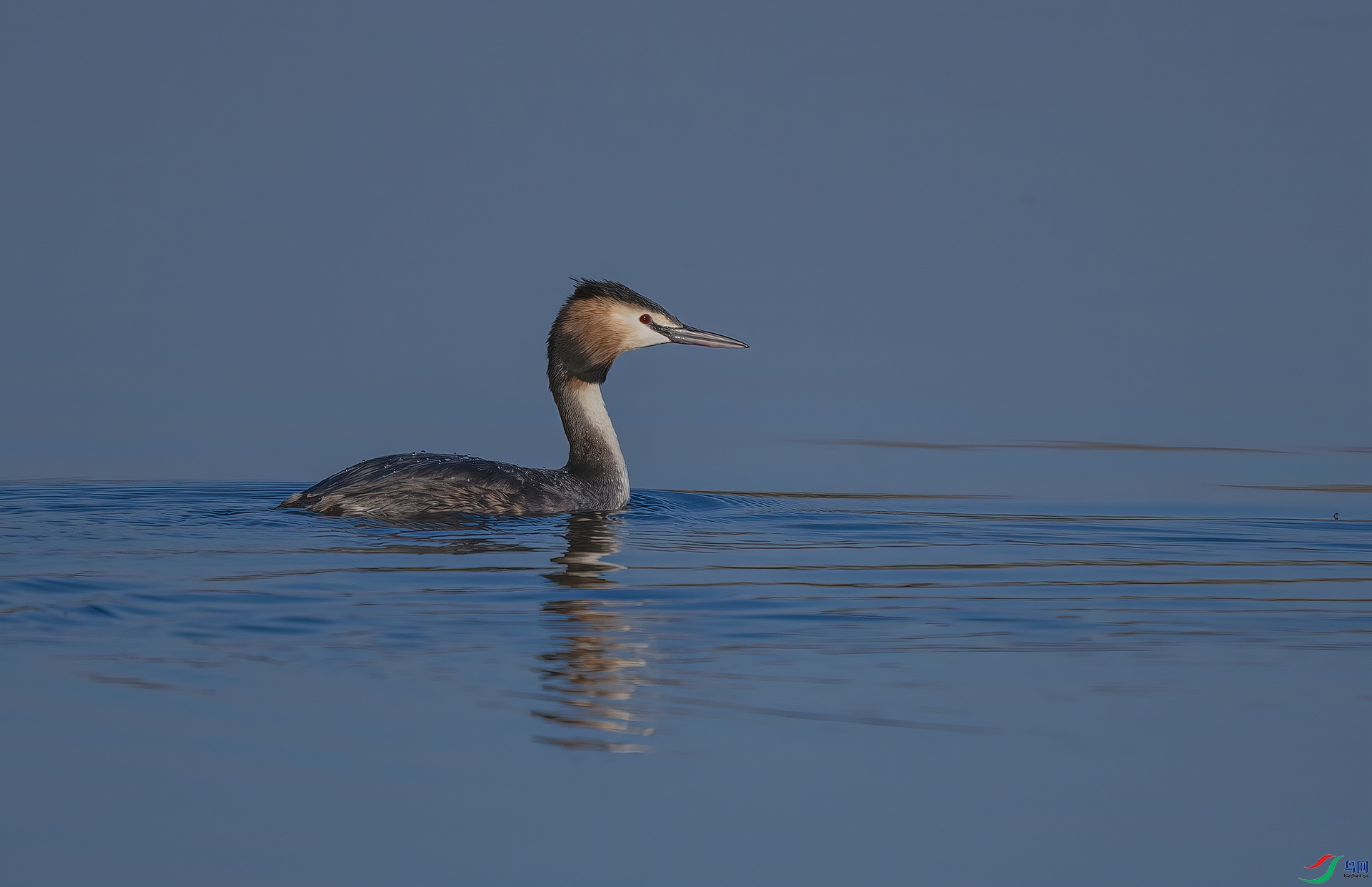 DSC_4977-DeNoiseAI-clear.jpg