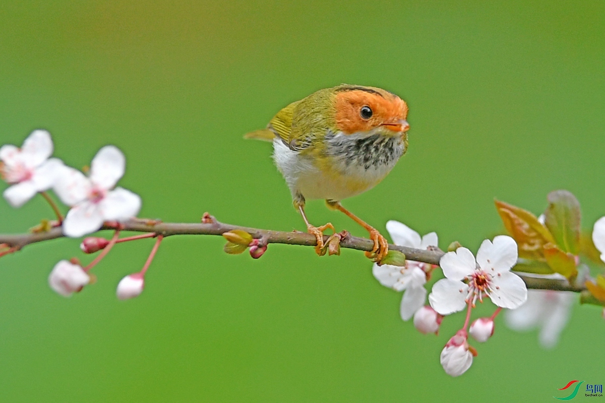 棕脸鹟莺 一组迎春花鸟图