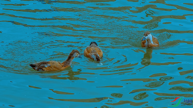 DSC_6659_DxOa.jpg