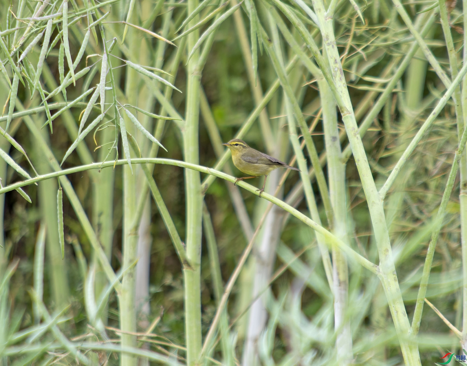 DSC_9203.jpg