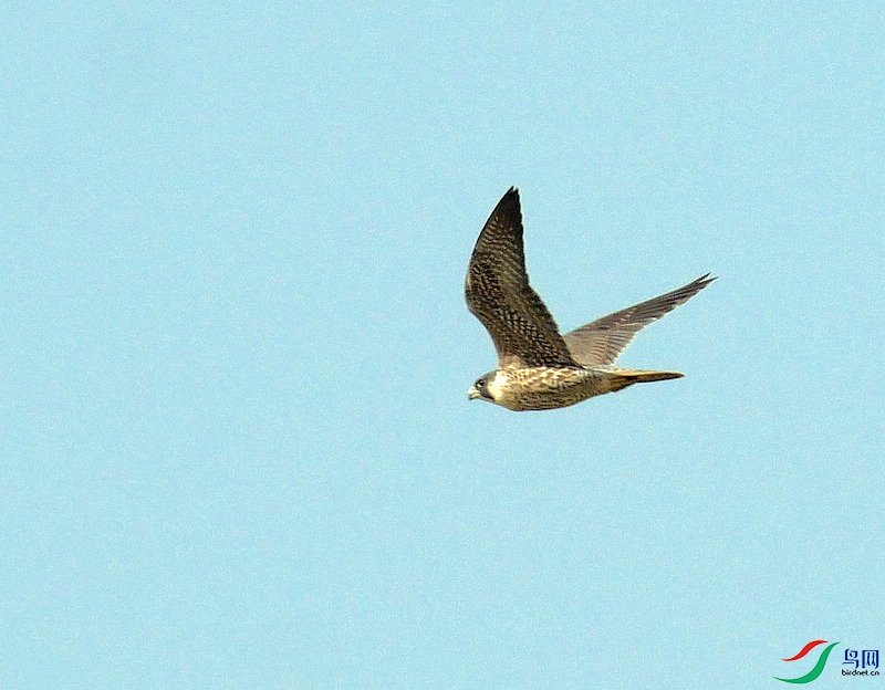 P6400766 - ����.JPG