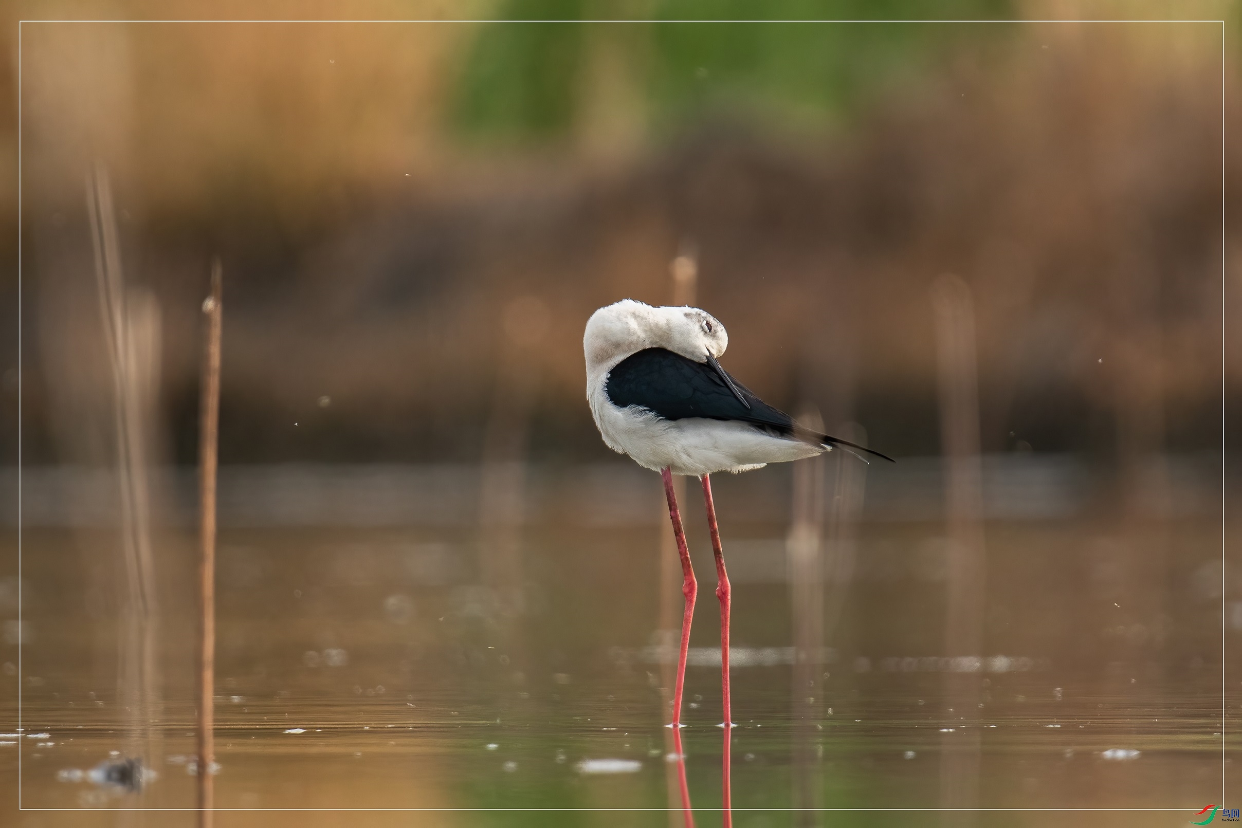 ����������Ӱδ����31.6