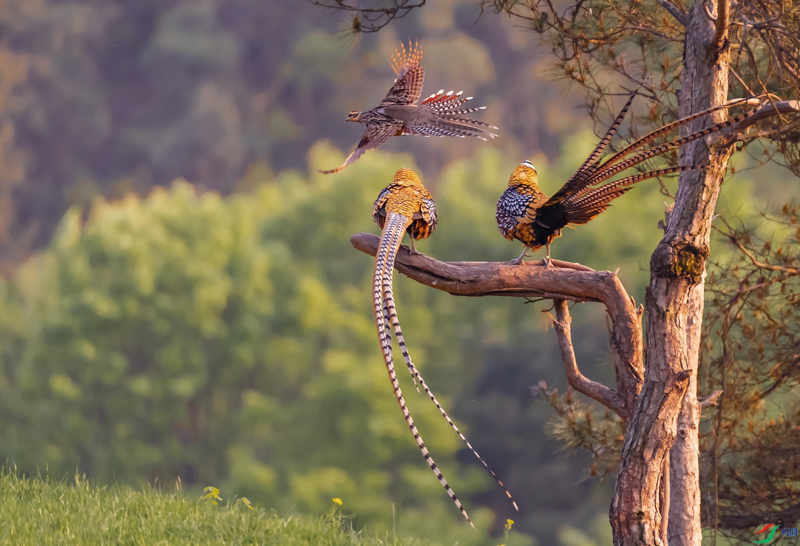 双凰戏凤凤惊飞