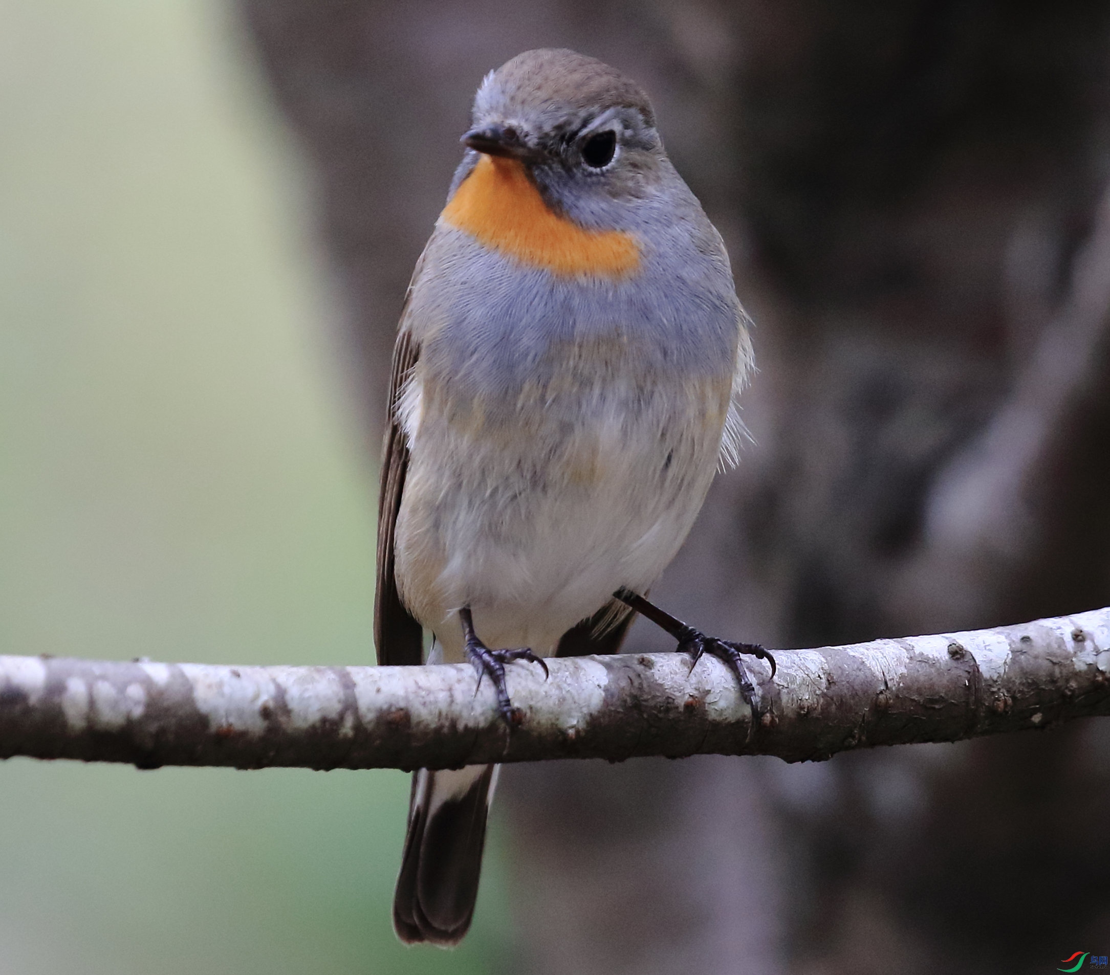 华南植物园迎来红喉姬鹟