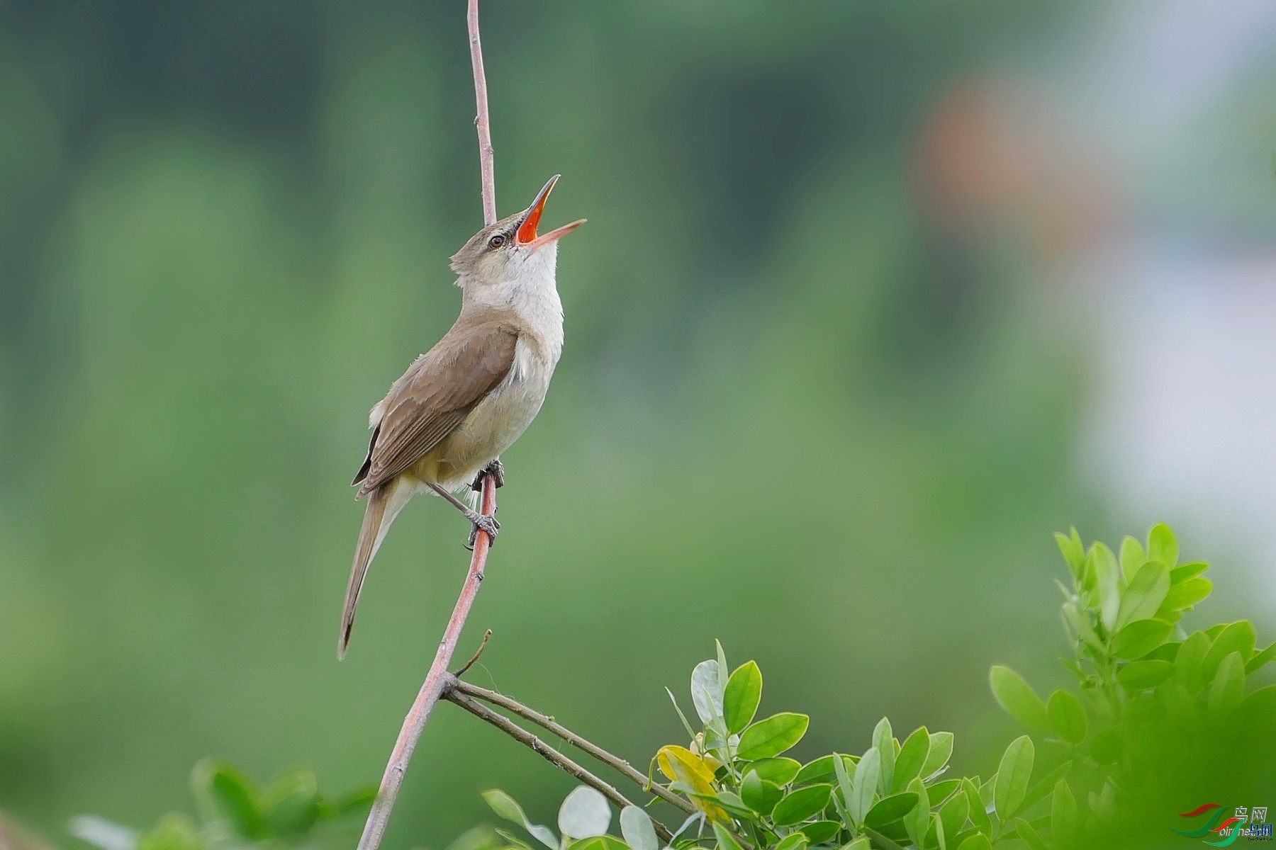 ��ɽ�Ⱥ�1964  ��ʦ����������ʡ�Թ���.jpg