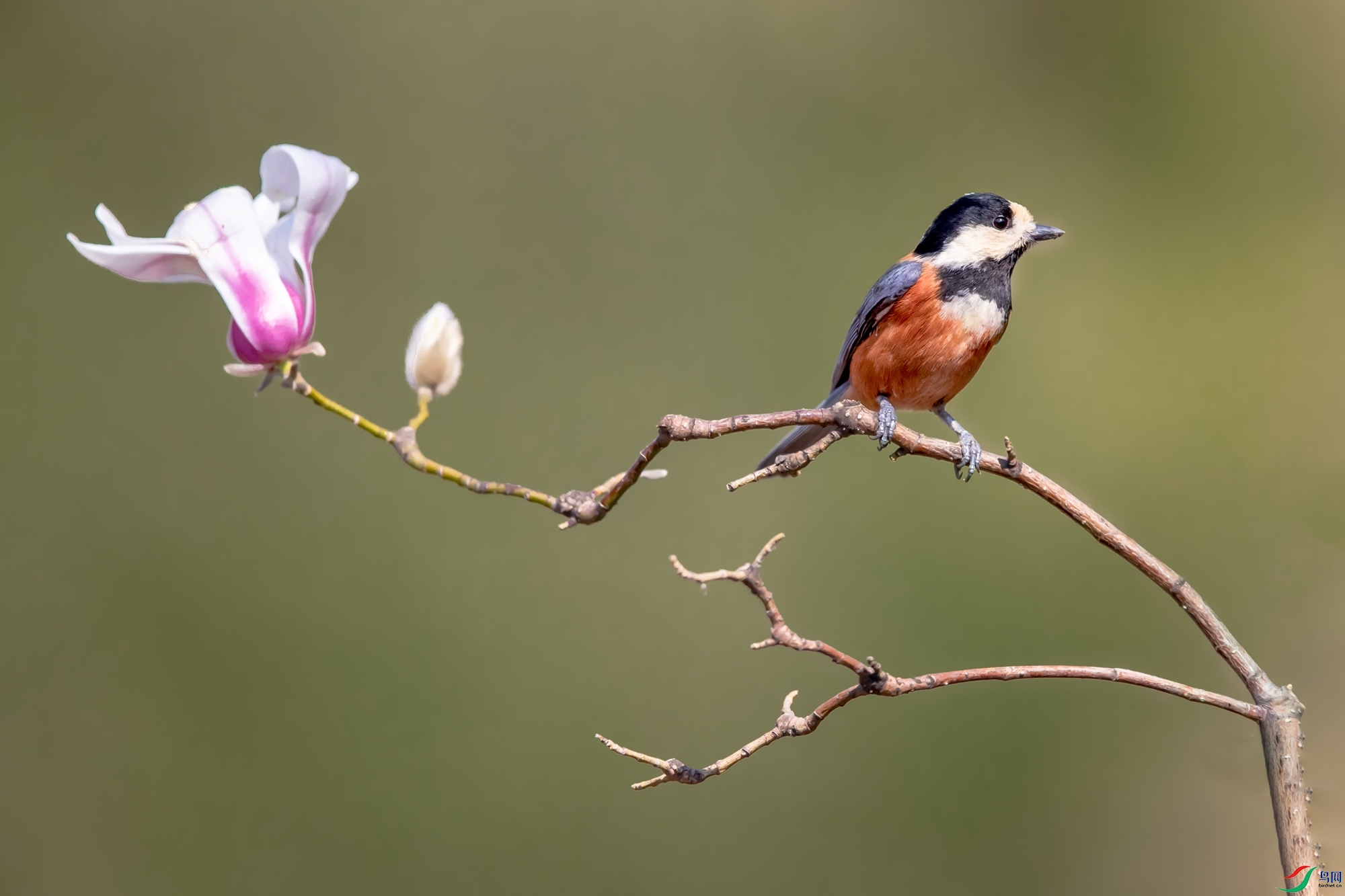 杂色山雀与白玉兰