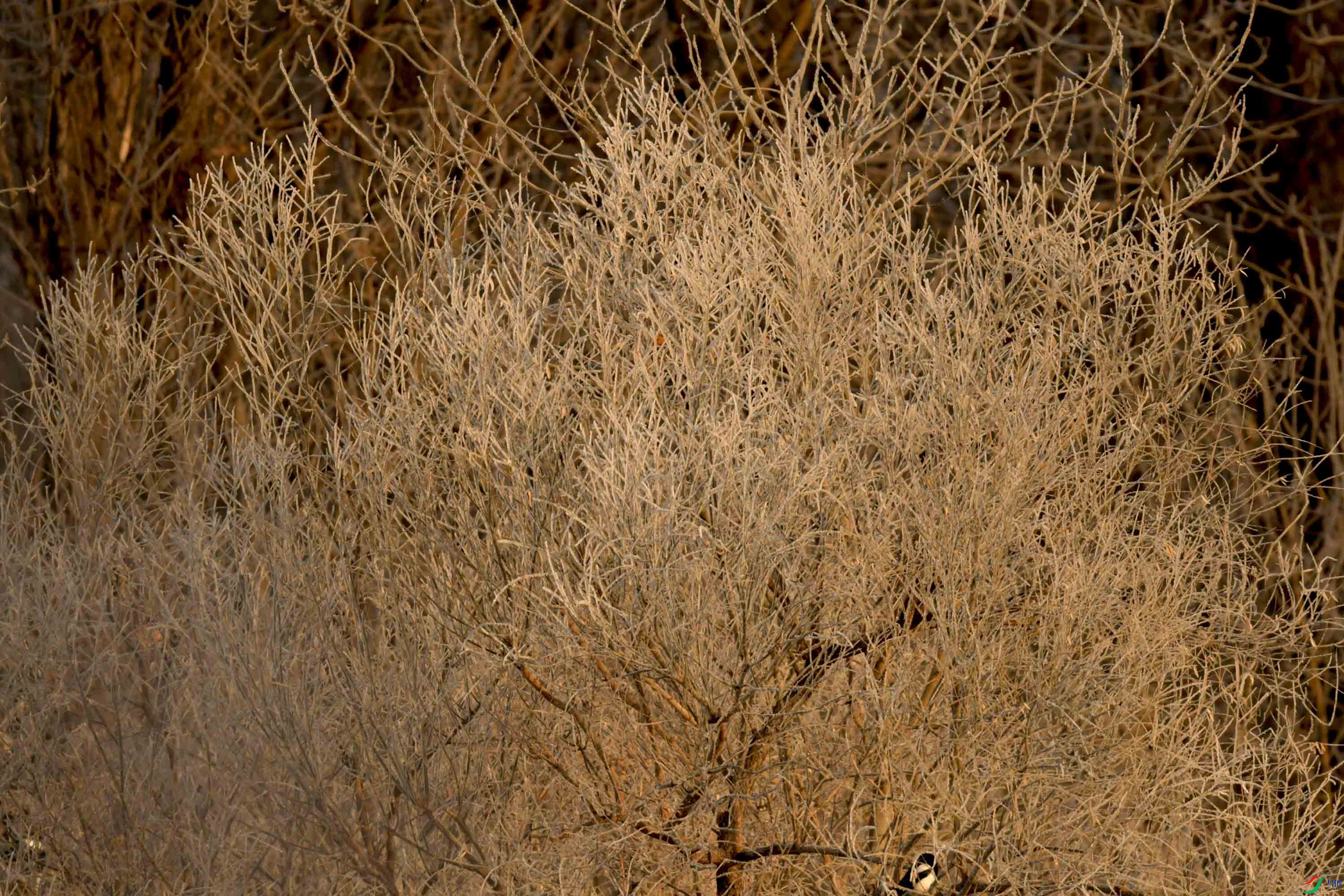 温榆河上的霜挂(2){摄于北京)