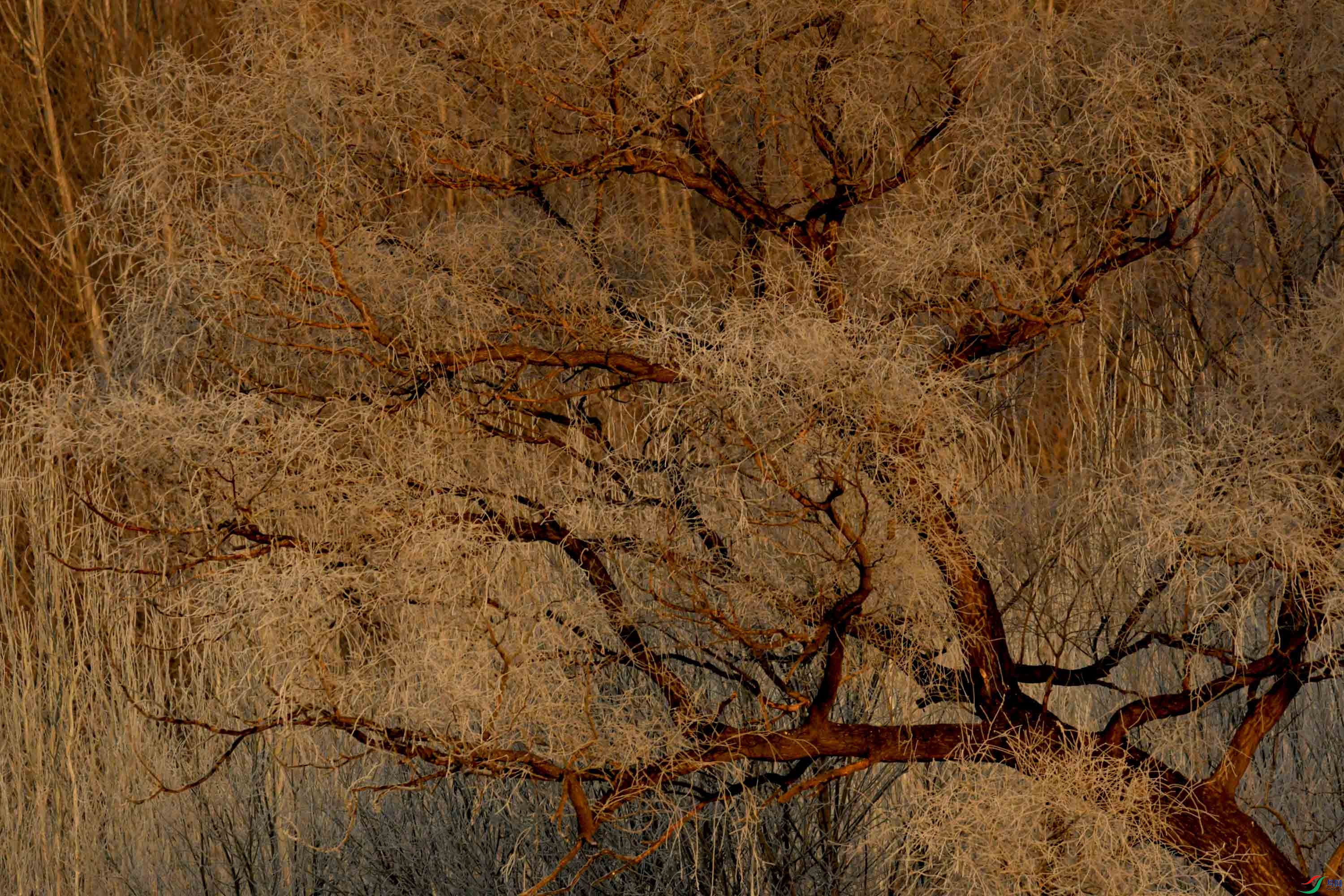 温榆河上的霜挂(2){摄于北京)