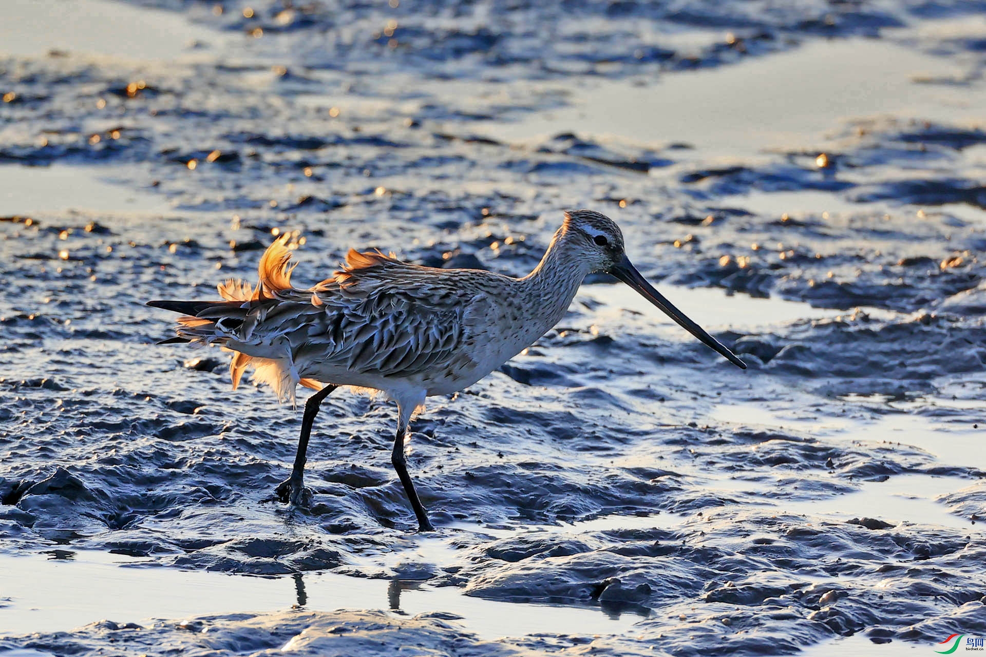 逆光下的长嘴半蹼鹬