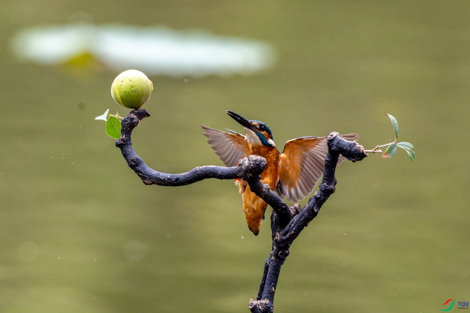 IMG_7572_DxO.jpg